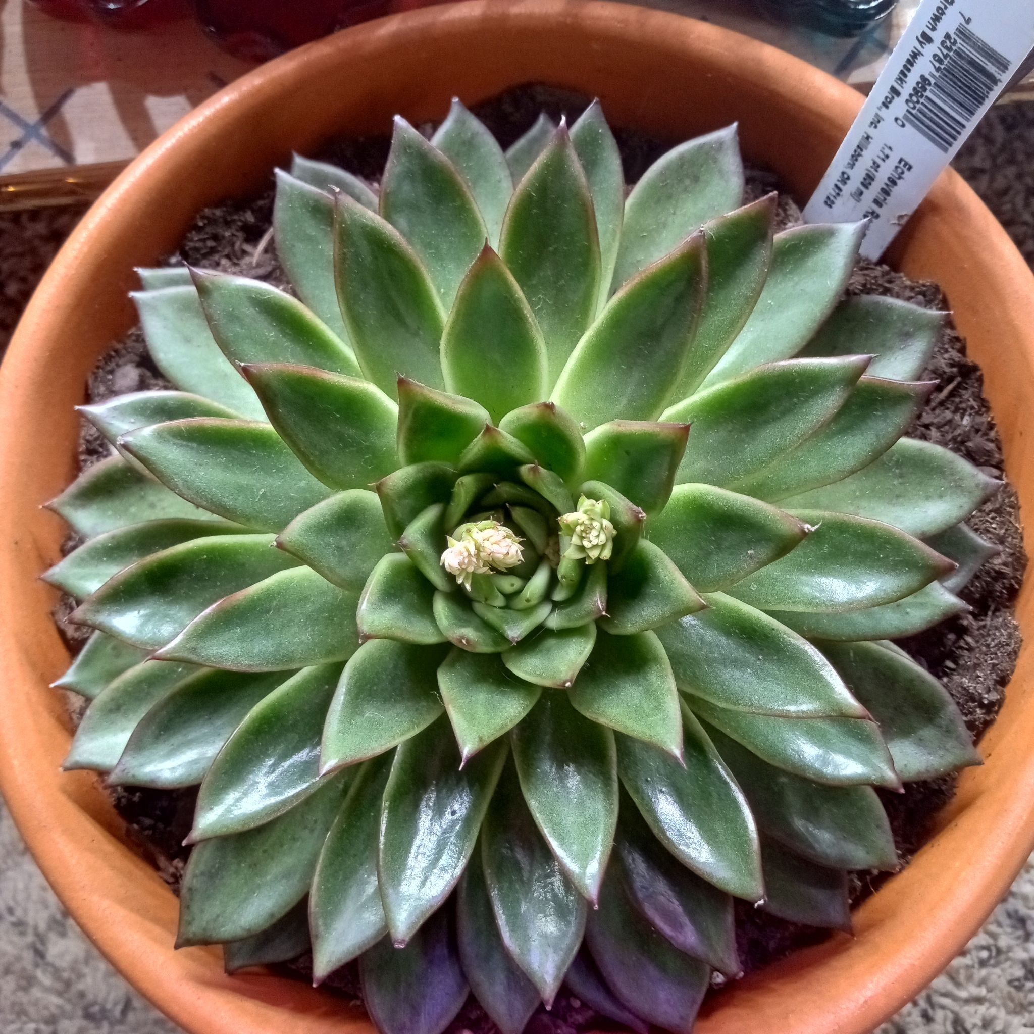 Photo of the plant species Echeveria agavoides 'Red Tip' by @FairyFly named Lily on Greg, the plant care app