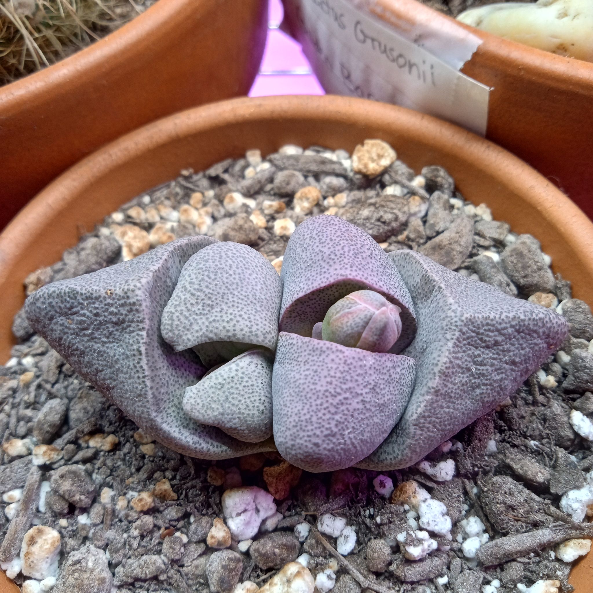 Photo of the plant species Split Rock by @FairyFly named Clover on Greg, the plant care app
