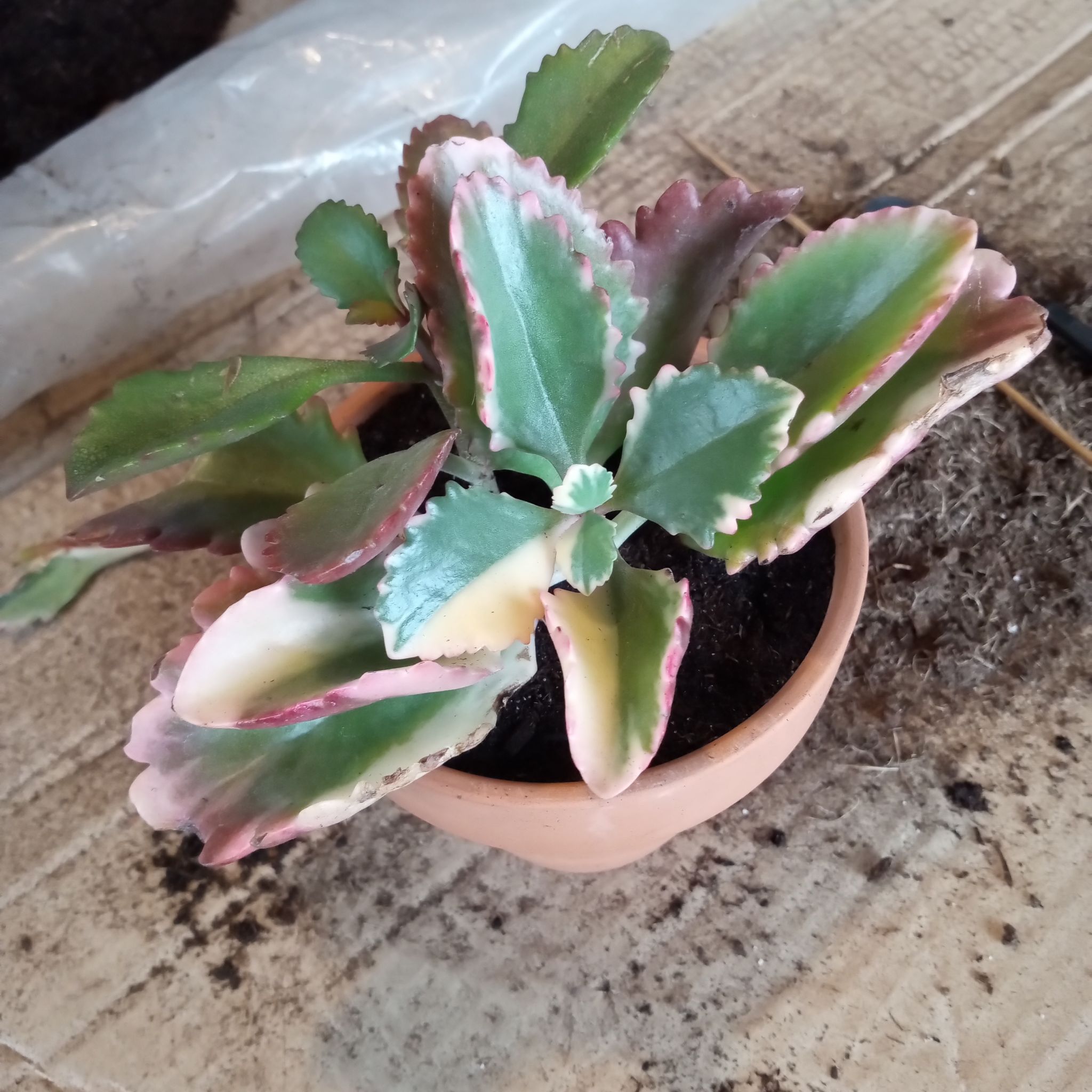 Photo of the plant species Kalanchoe 'Fire Rainbow' by @FairyFly named Rainbow on Greg, the plant care app