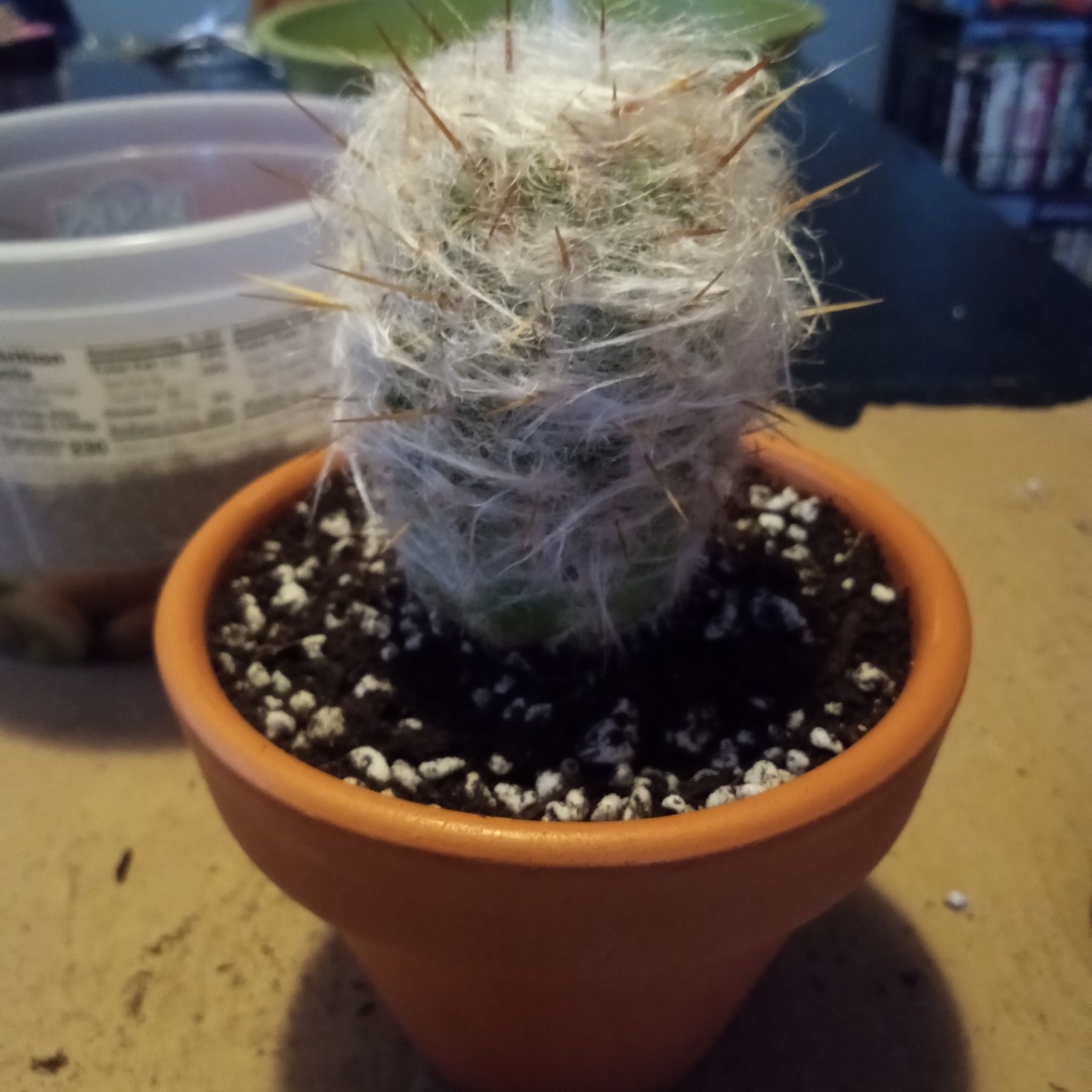Photo of the plant species Old Man of the Andes by @FairyFly named Grandpa on Greg, the plant care app