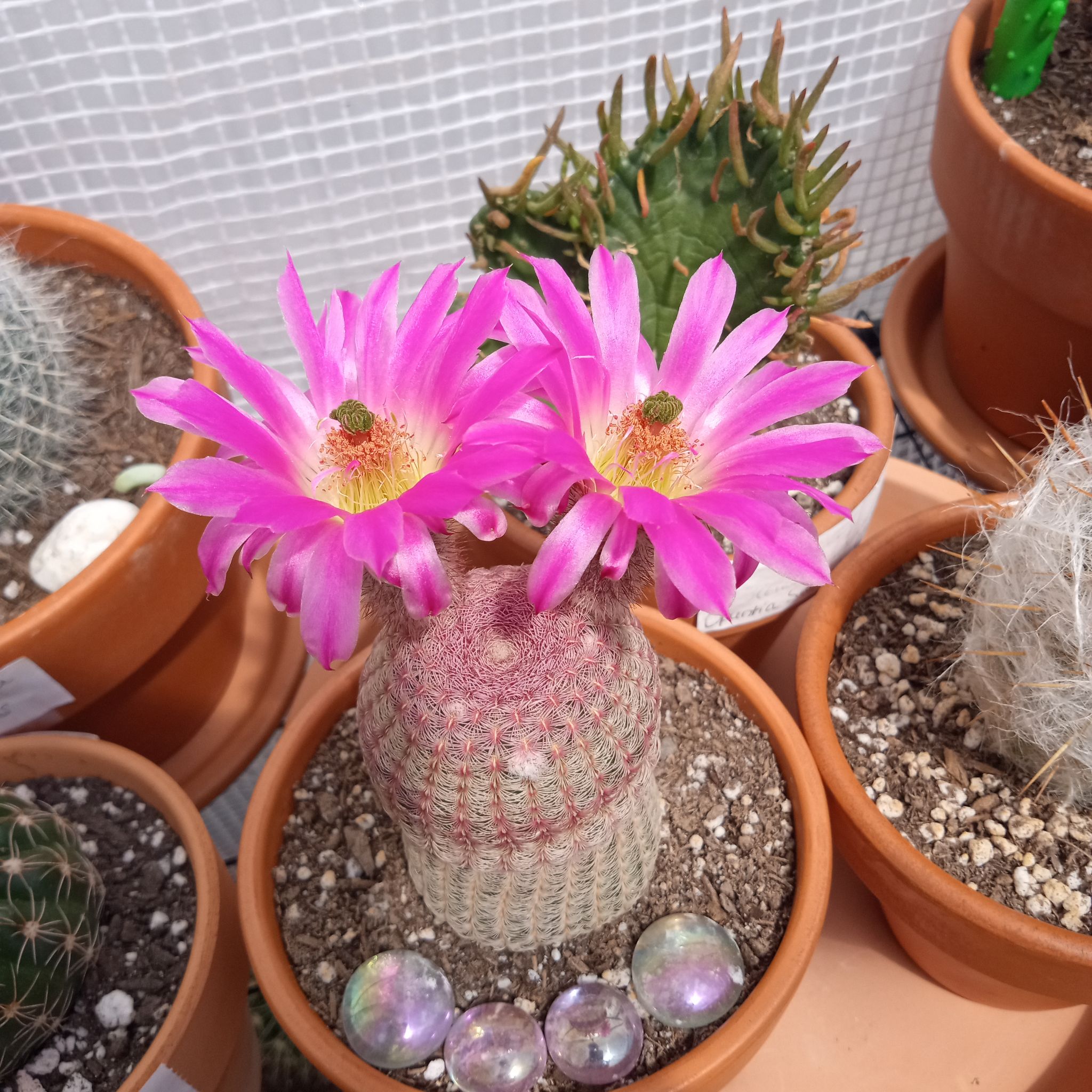 Photo of the plant species Rainbow Hedgehog Cactus by @FairyFly named Pinky Pie on Greg, the plant care app