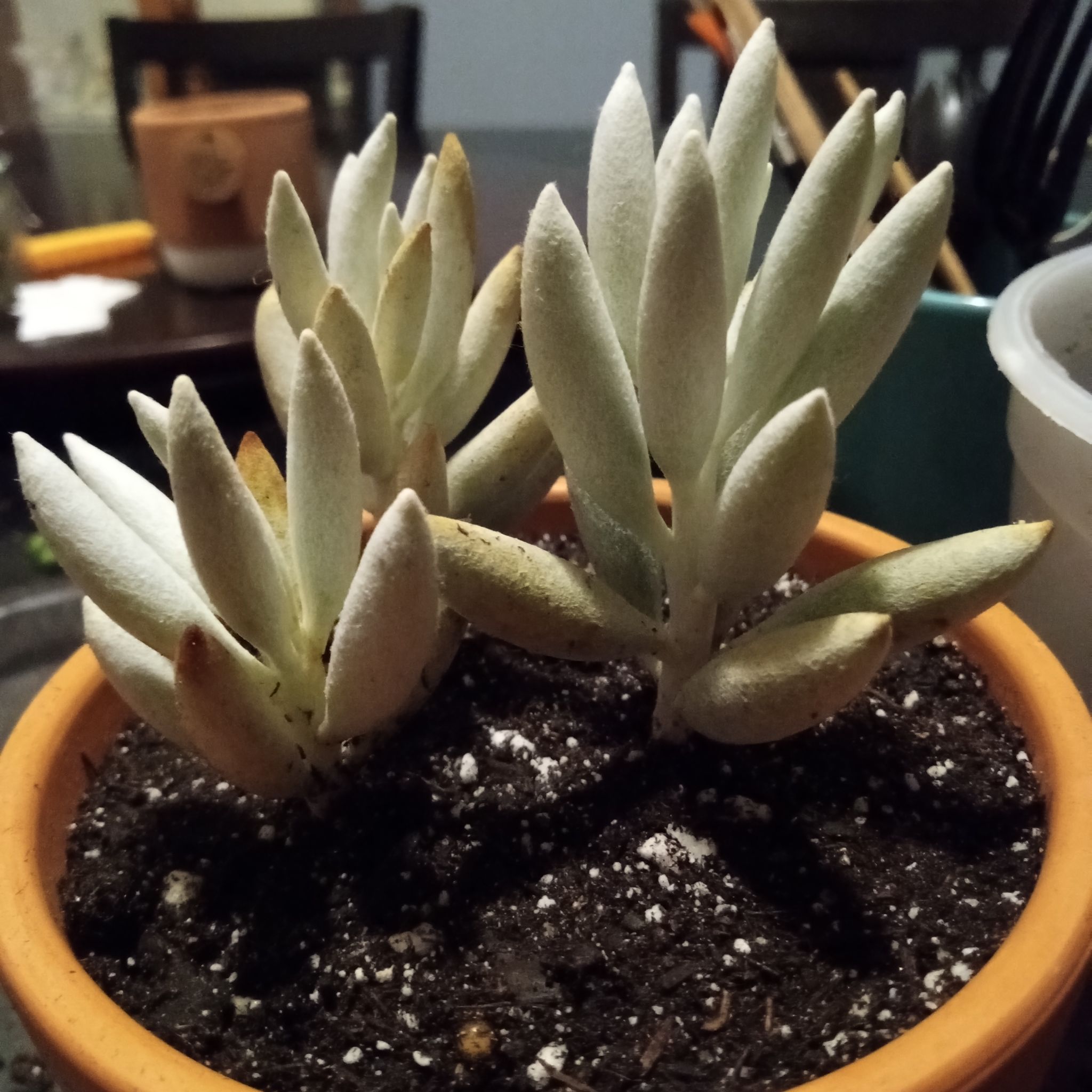 Photo of the plant species Woolly Senecio by @FairyFly named Ghost on Greg, the plant care app
