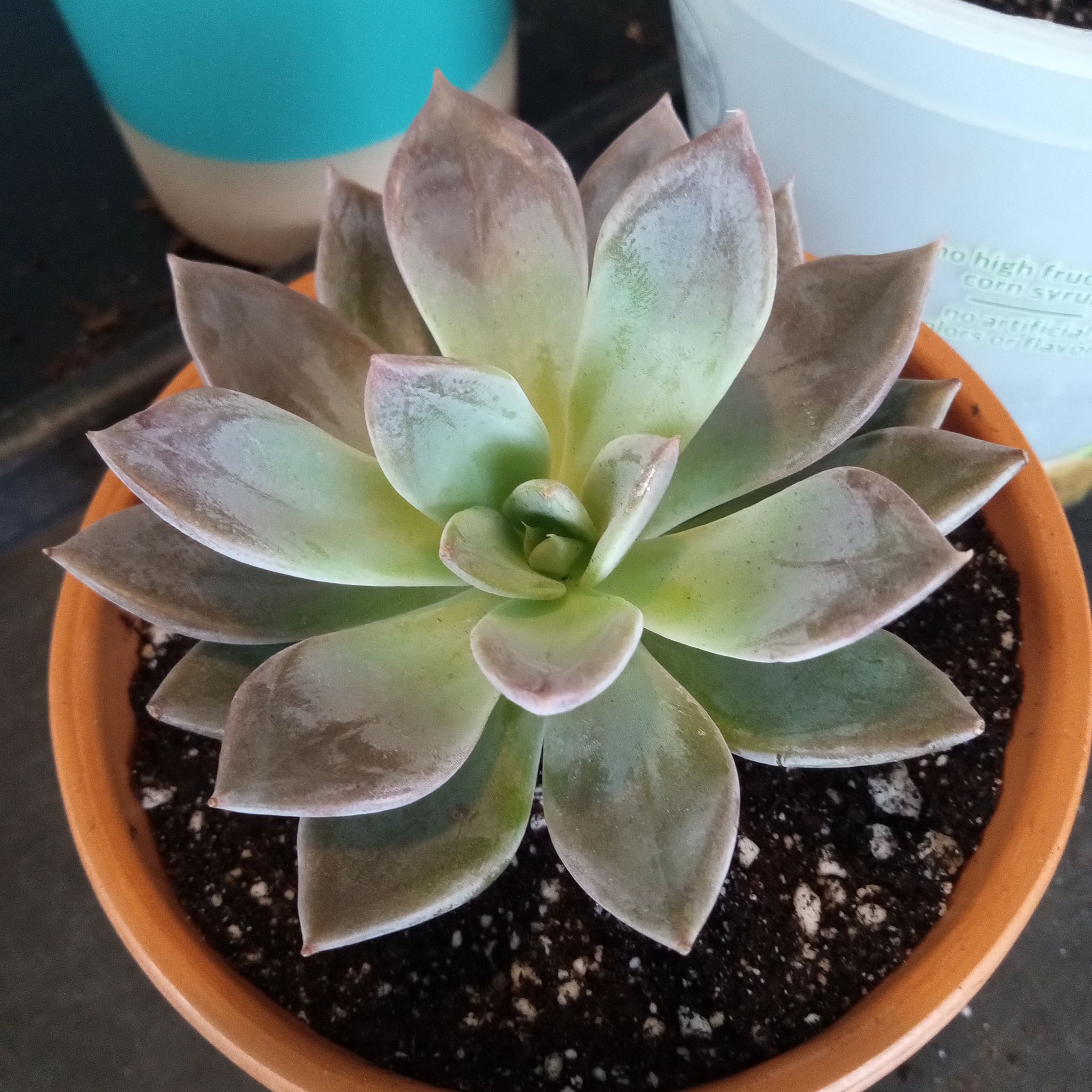 Photo of the plant species Echeveria 'Silver Queen' by @FairyFly named Grapes on Greg, the plant care app