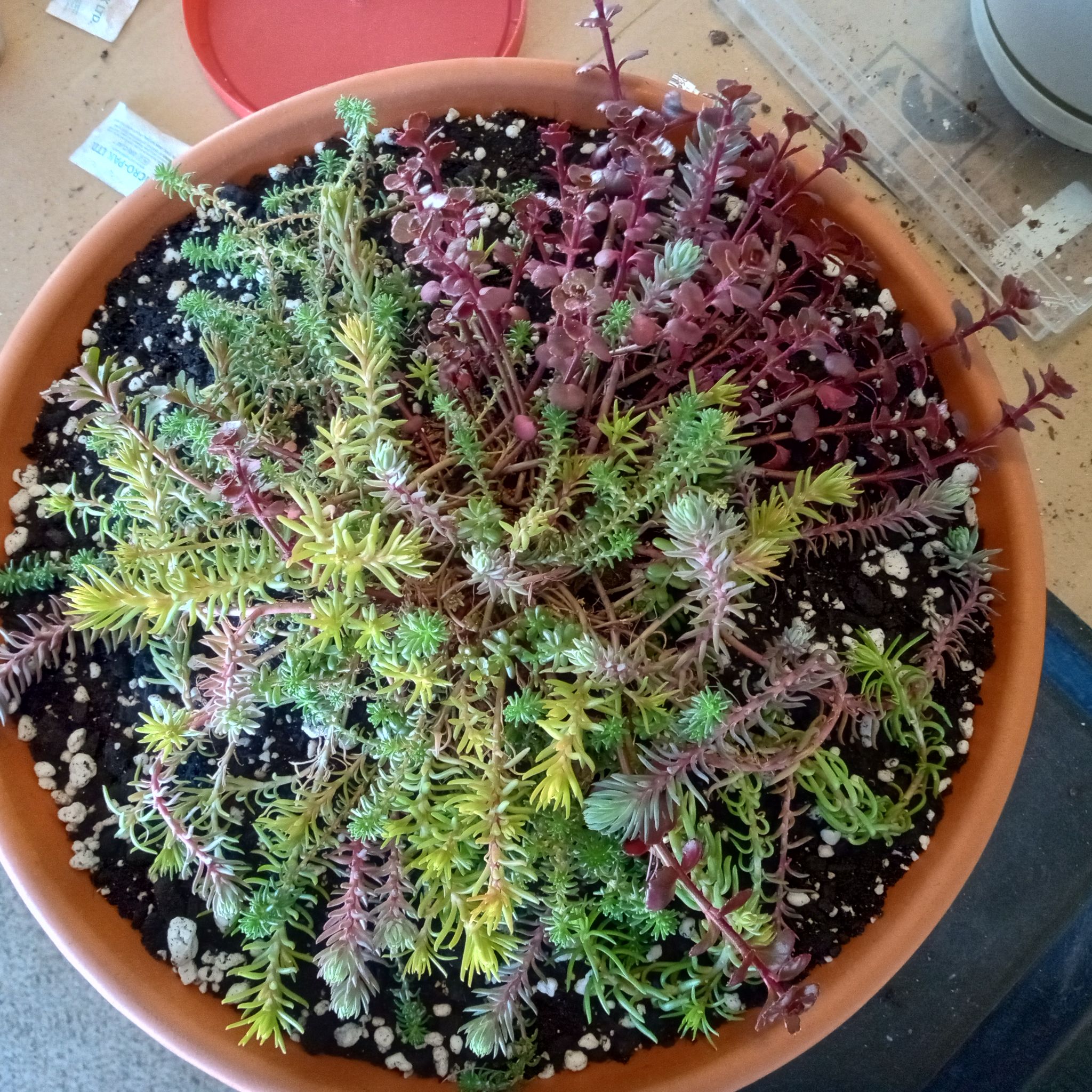 Photo of the plant species Assorted Sedum by @FairyFly named Medusa on Greg, the plant care app