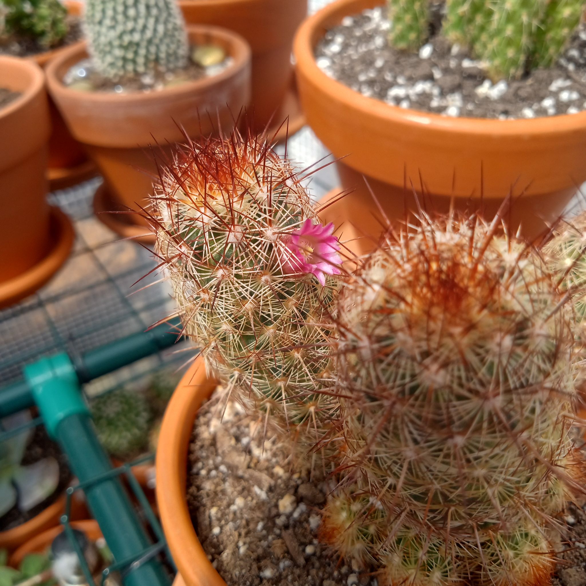 Photo of the plant species Lady Finger Cactus 'Julio' by @FairyFly named 3 Amigos on Greg, the plant care app