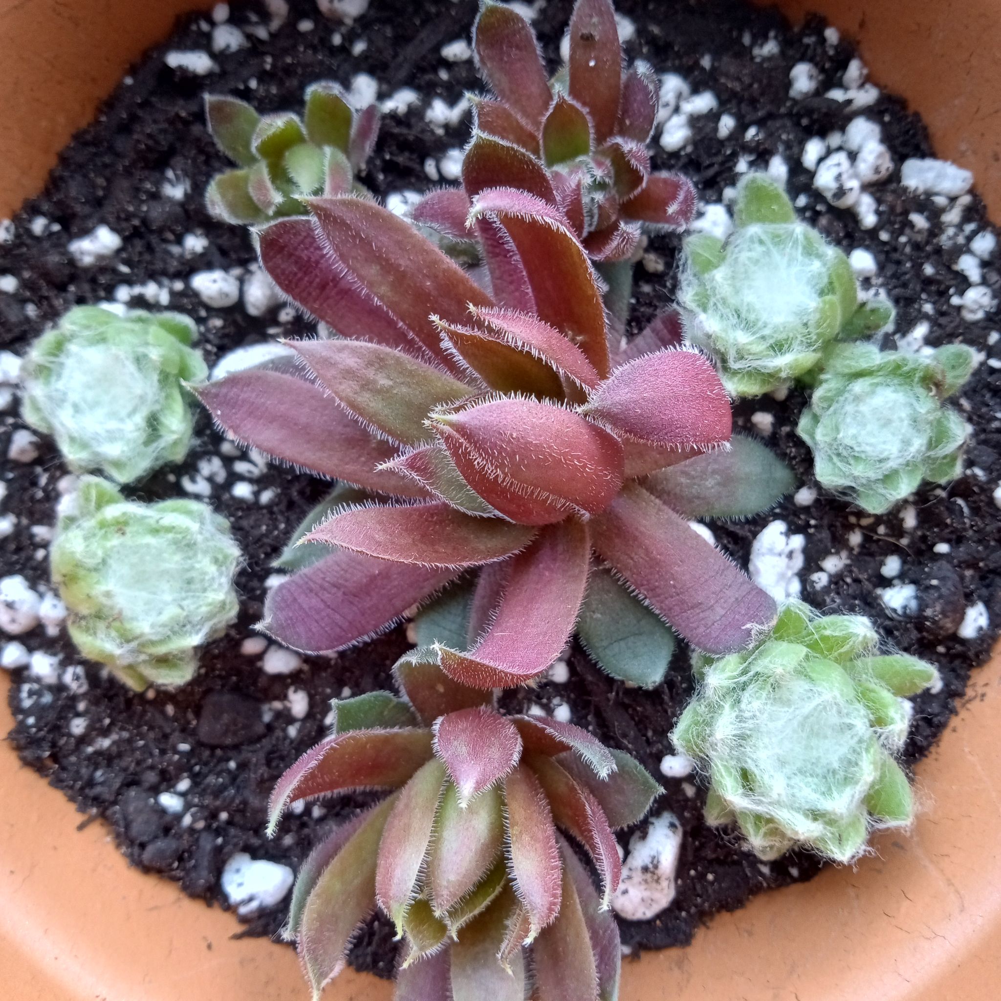Photo of the plant species Assorted Hens and Chicks by @FairyFly named Ruby Spiders on Greg, the plant care app
