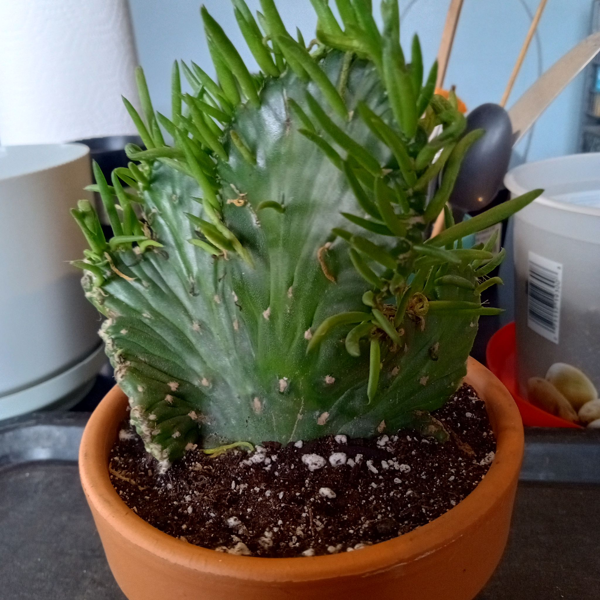 Photo of the plant species Crested Eve's Needle by @FairyFly named Eve on Greg, the plant care app