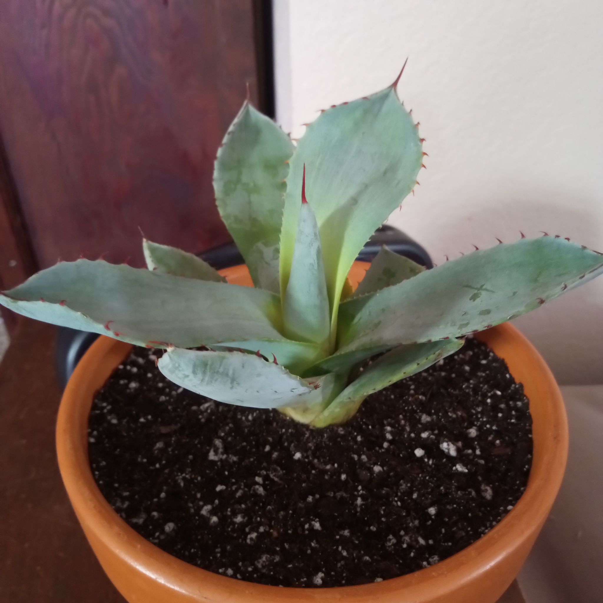 Photo of the plant species Artichoke Agave by @FairyFly named Agave on Greg, the plant care app
