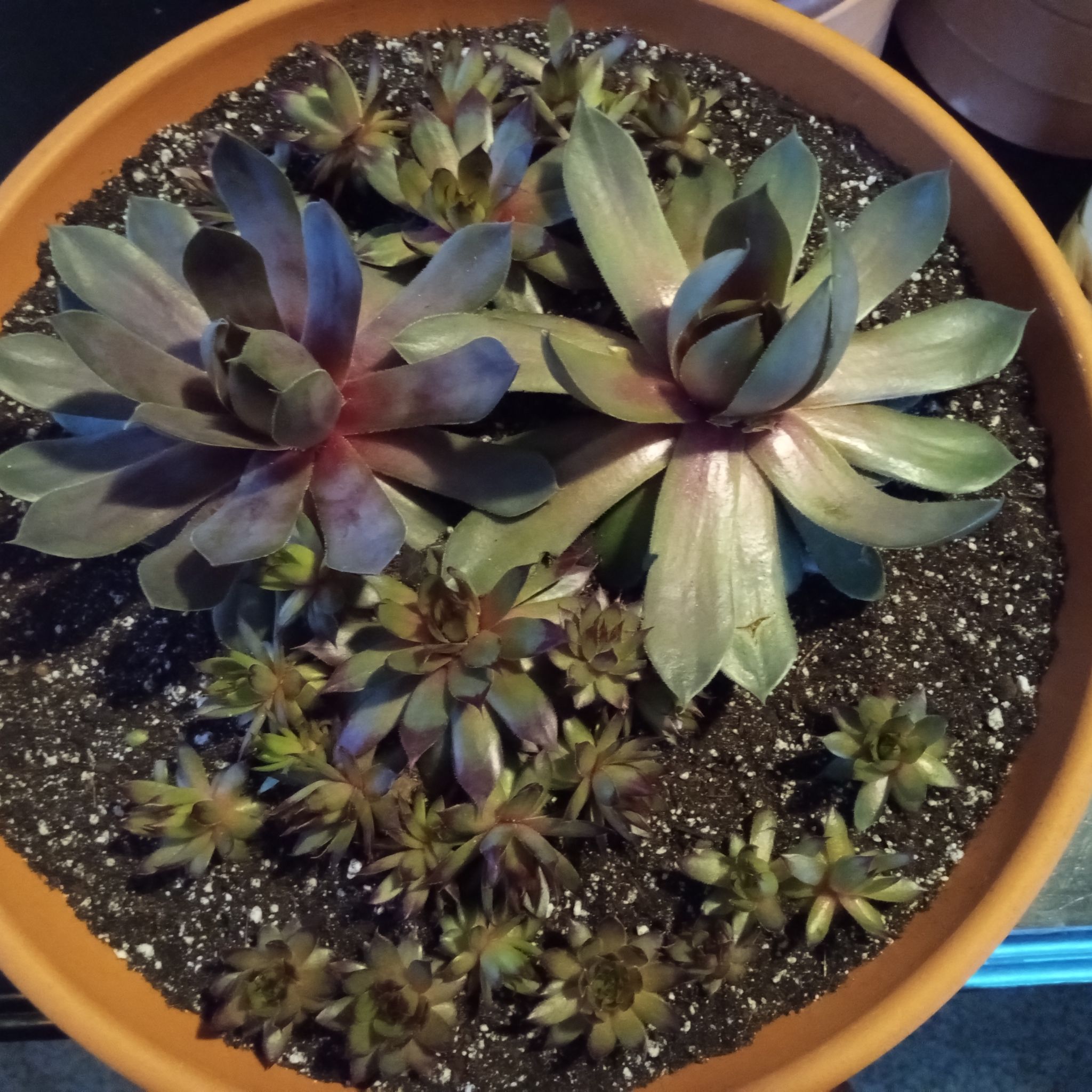 Photo of the plant species Purple Beauty Hen & Chicks by @FairyFly named Purple Beauty on Greg, the plant care app