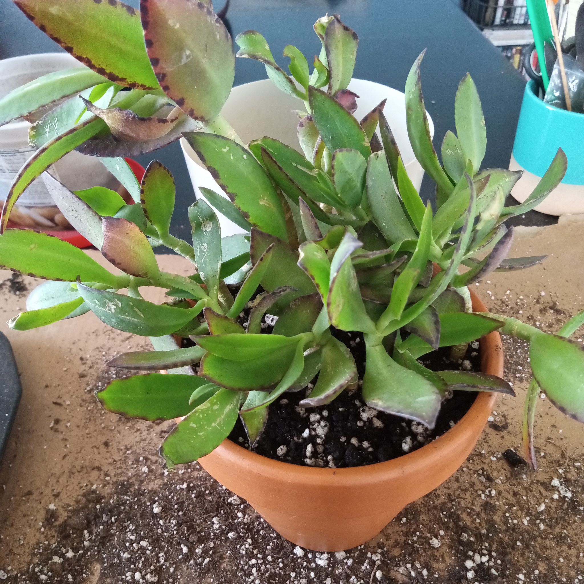 Photo of the plant species Kalanchoe streptantha by @FairyFly named Dottie on Greg, the plant care app