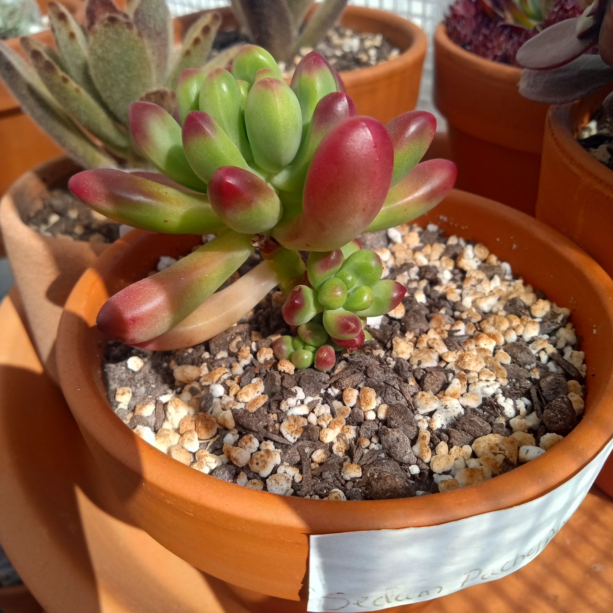 Photo of the plant species Sedum pachyphyllum 'Salsa' by @FairyFly named Salsa on Greg, the plant care app