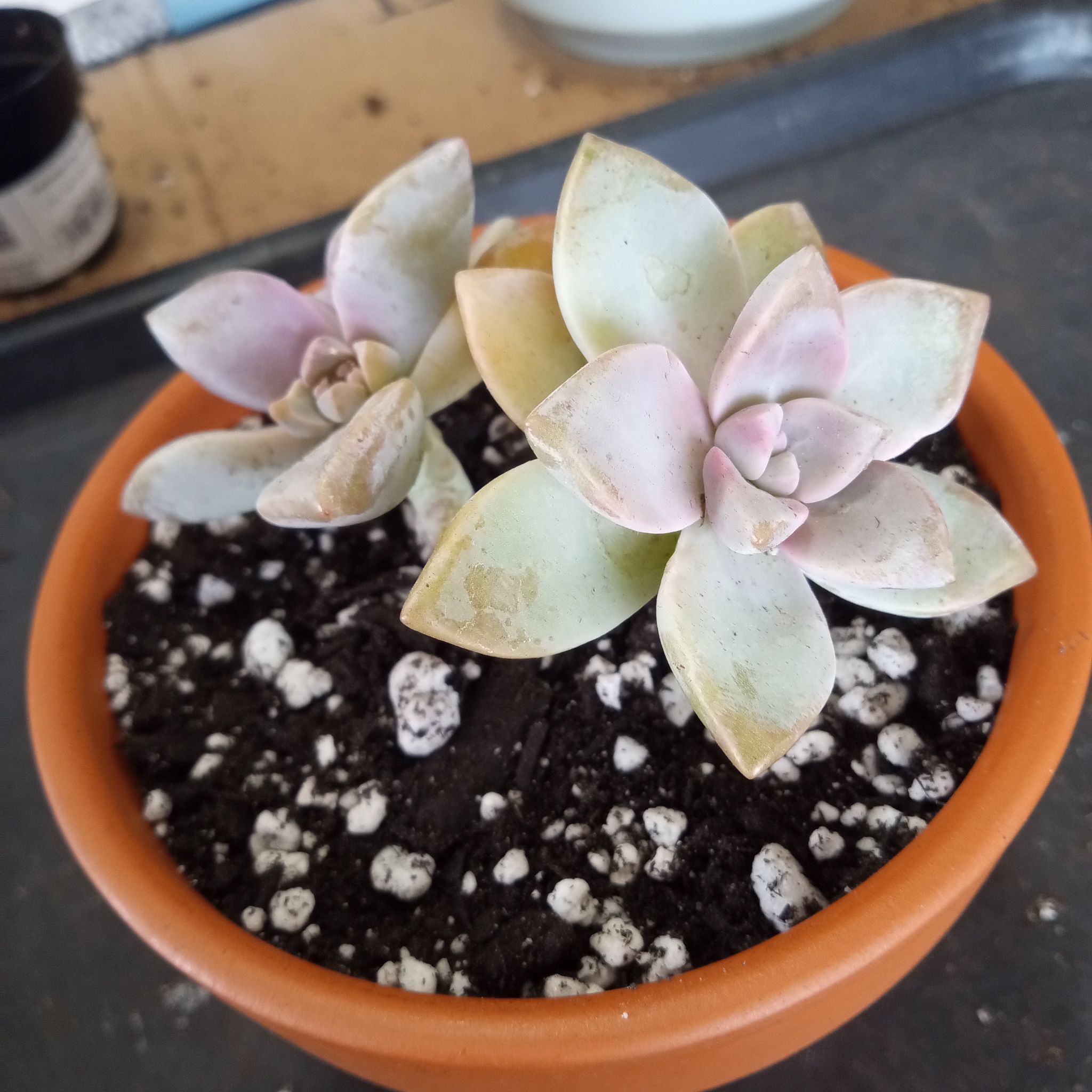 Photo of the plant species Hyb. Ghosty by @FairyFly named Casper on Greg, the plant care app