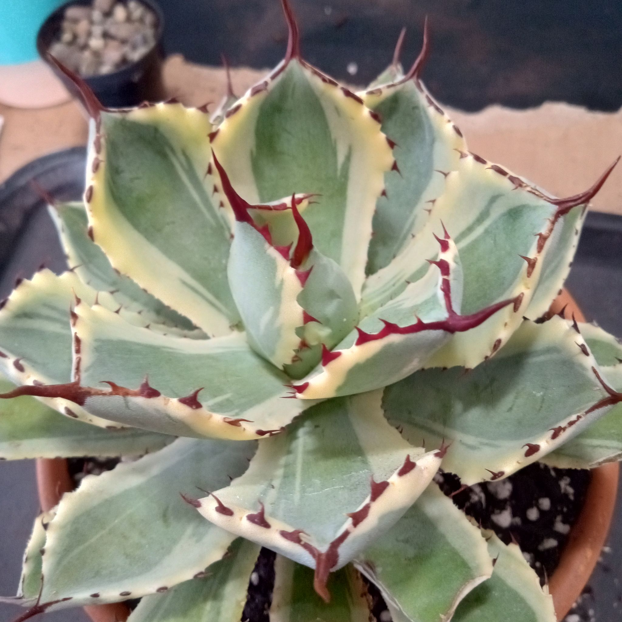 Photo of the plant species Lucky Crown Century Agave by @FairyFly named Lemon n' Lime on Greg, the plant care app