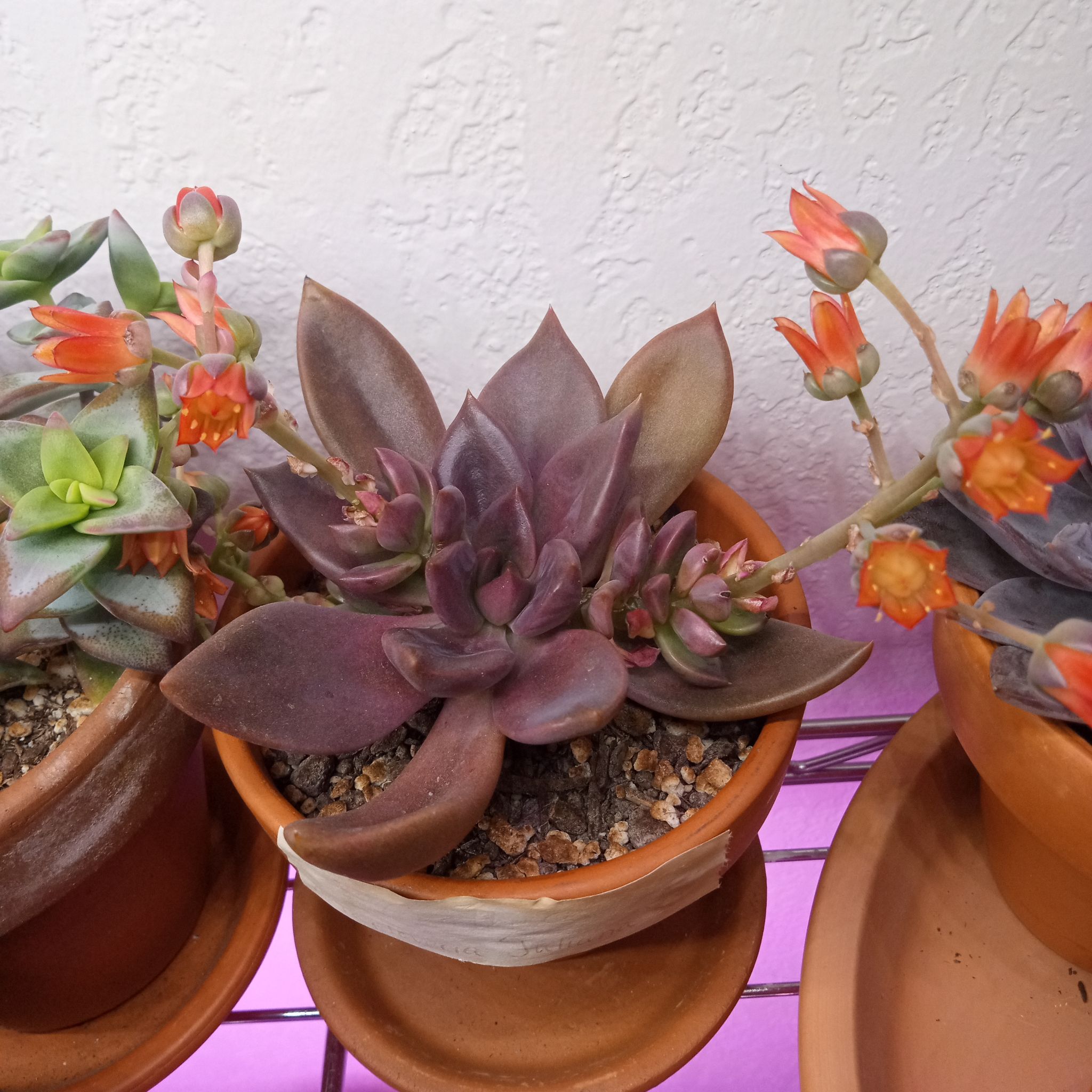 Photo of the plant species Graptoveria 'Juliana' by @FairyFly named Gothica on Greg, the plant care app