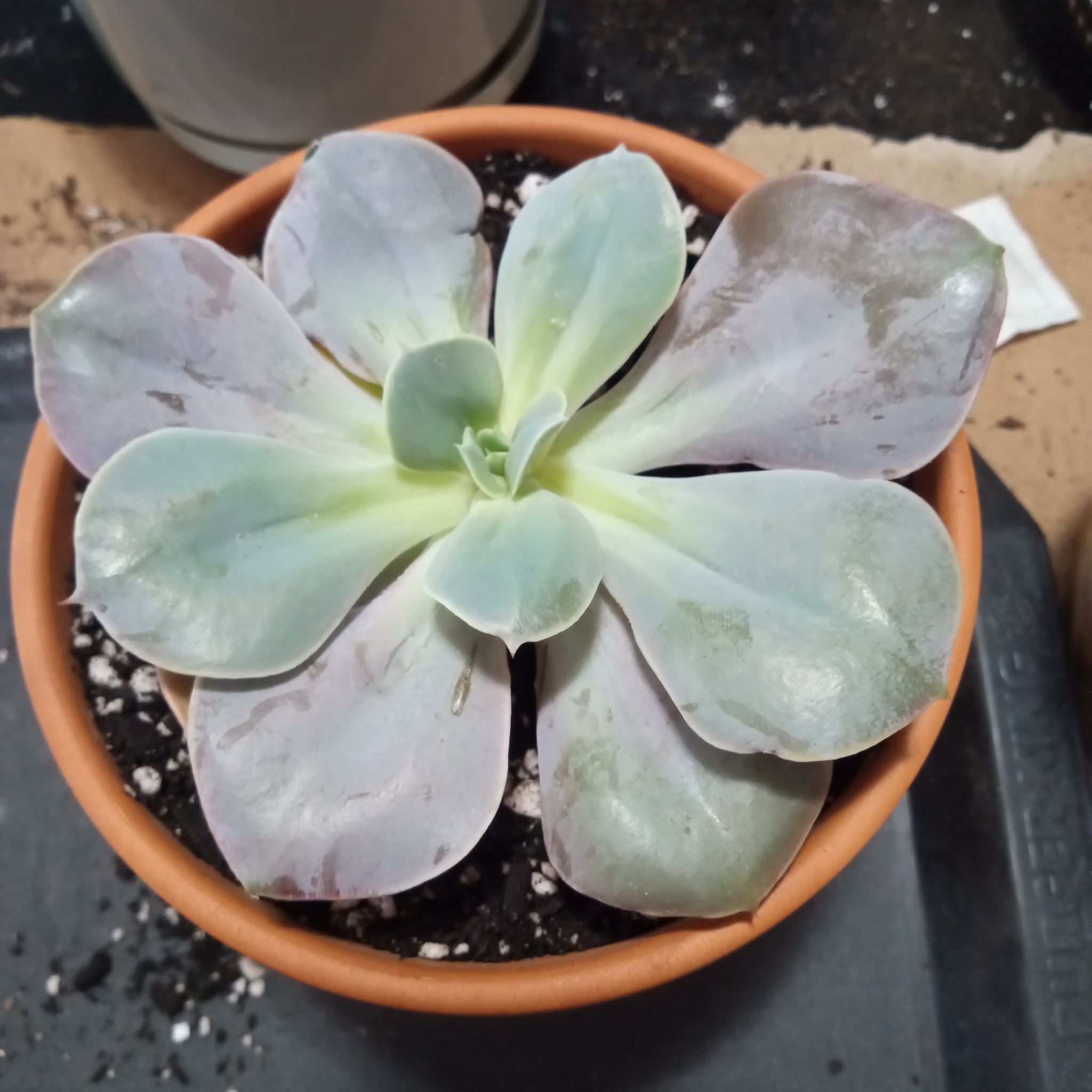 Photo of the plant species Echeveria 'Cream Puff' by @FairyFly named Buttercream on Greg, the plant care app