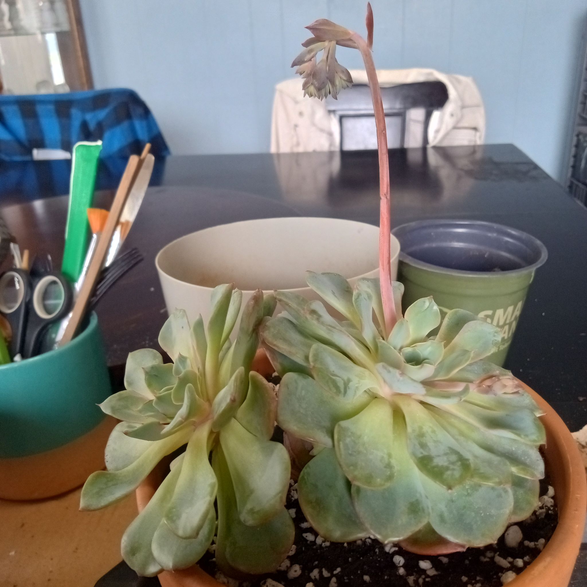 Photo of the plant species Echeveria 'Galaxy Blue' by @FairyFly named Blue on Greg, the plant care app