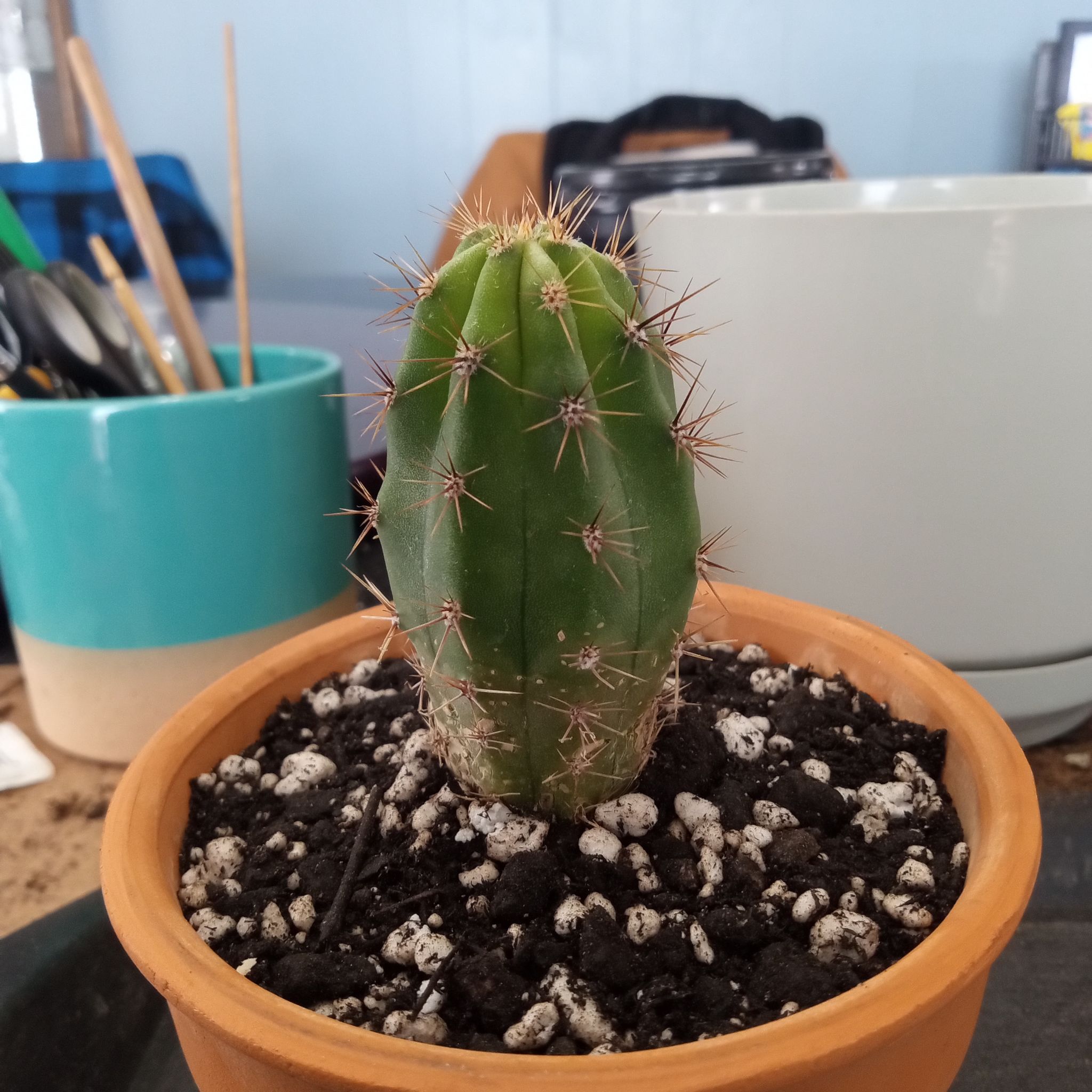 Photo of the plant species Trichocereus terscheckii by @FairyFly named Chubby on Greg, the plant care app