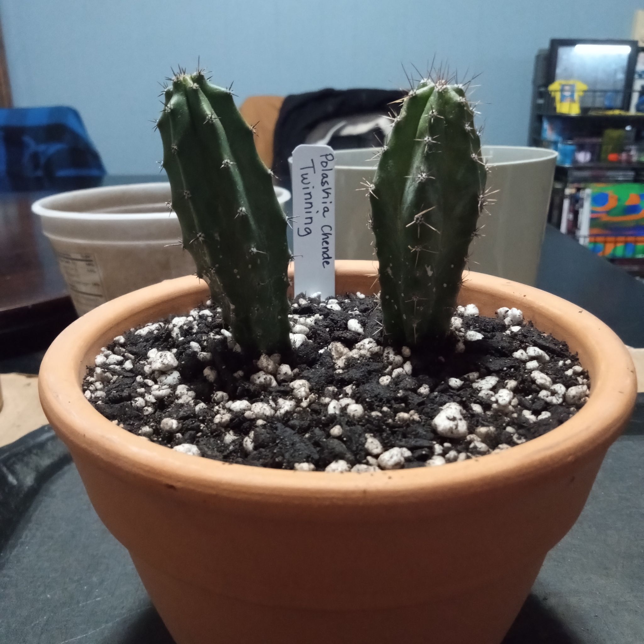 Photo of the plant species Assorted Polaskia by @FairyFly named Twinning on Greg, the plant care app