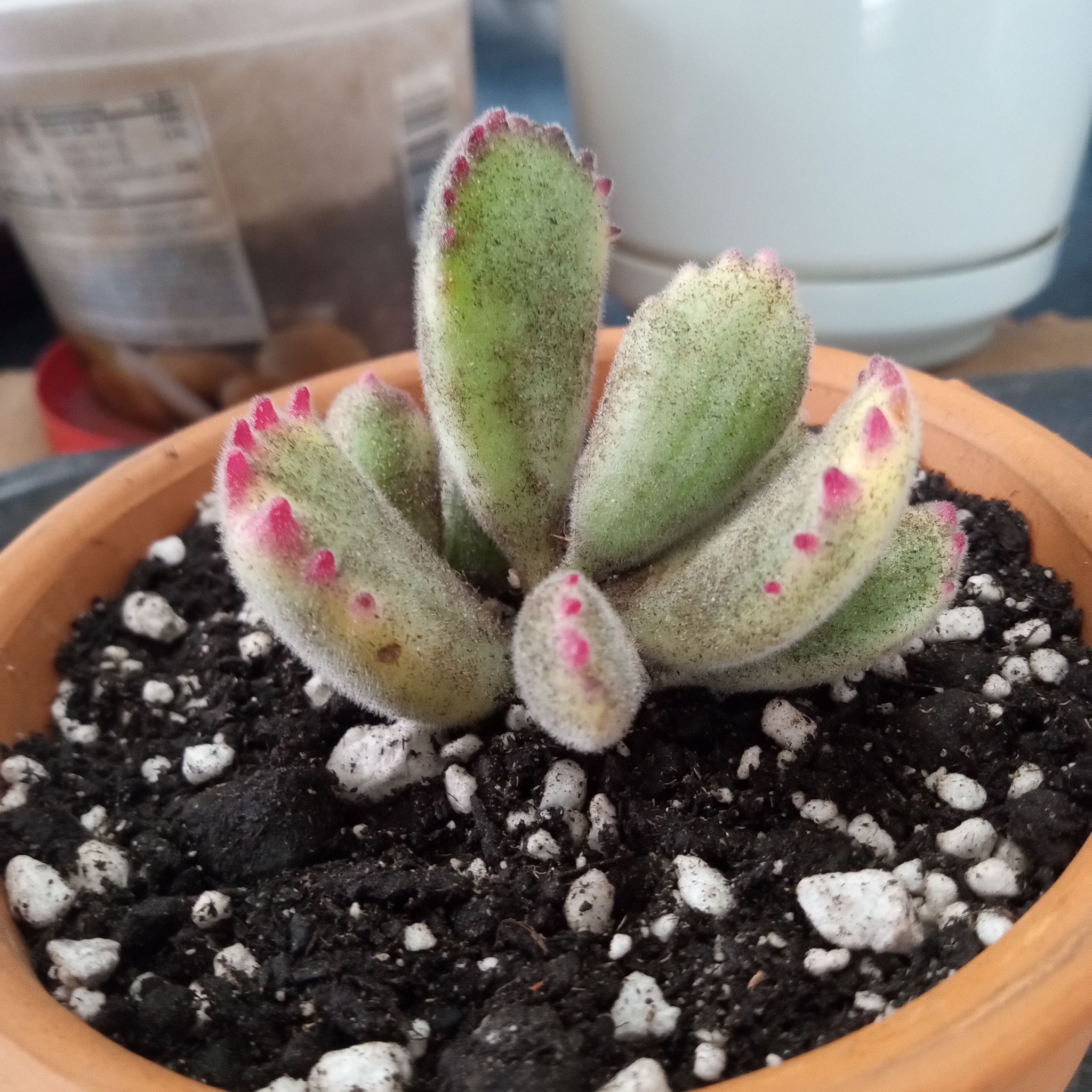 Photo of the plant species Variegated Bear's Paw by @FairyFly named Pooh on Greg, the plant care app