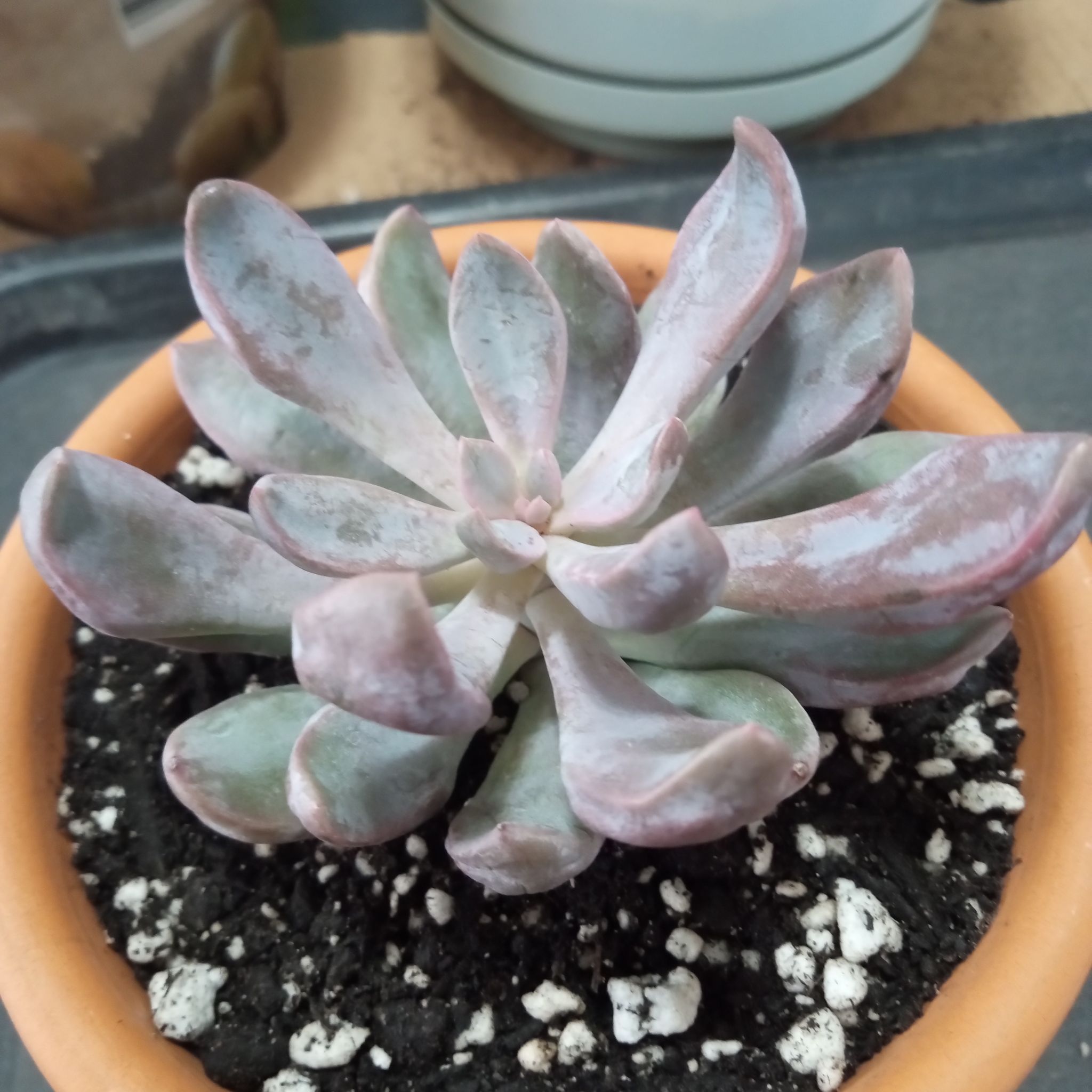 Photo of the plant species Echeveria Lilac Spoon by @FairyFly named Purple Spoons on Greg, the plant care app
