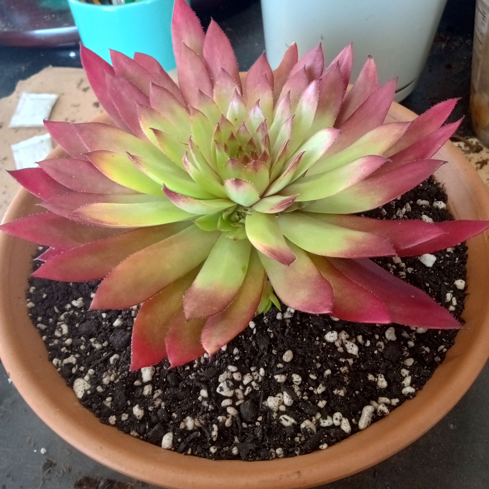Photo of the plant species Sempervivum 'Glowing Embers' by @FairyFly named Apples on Greg, the plant care app