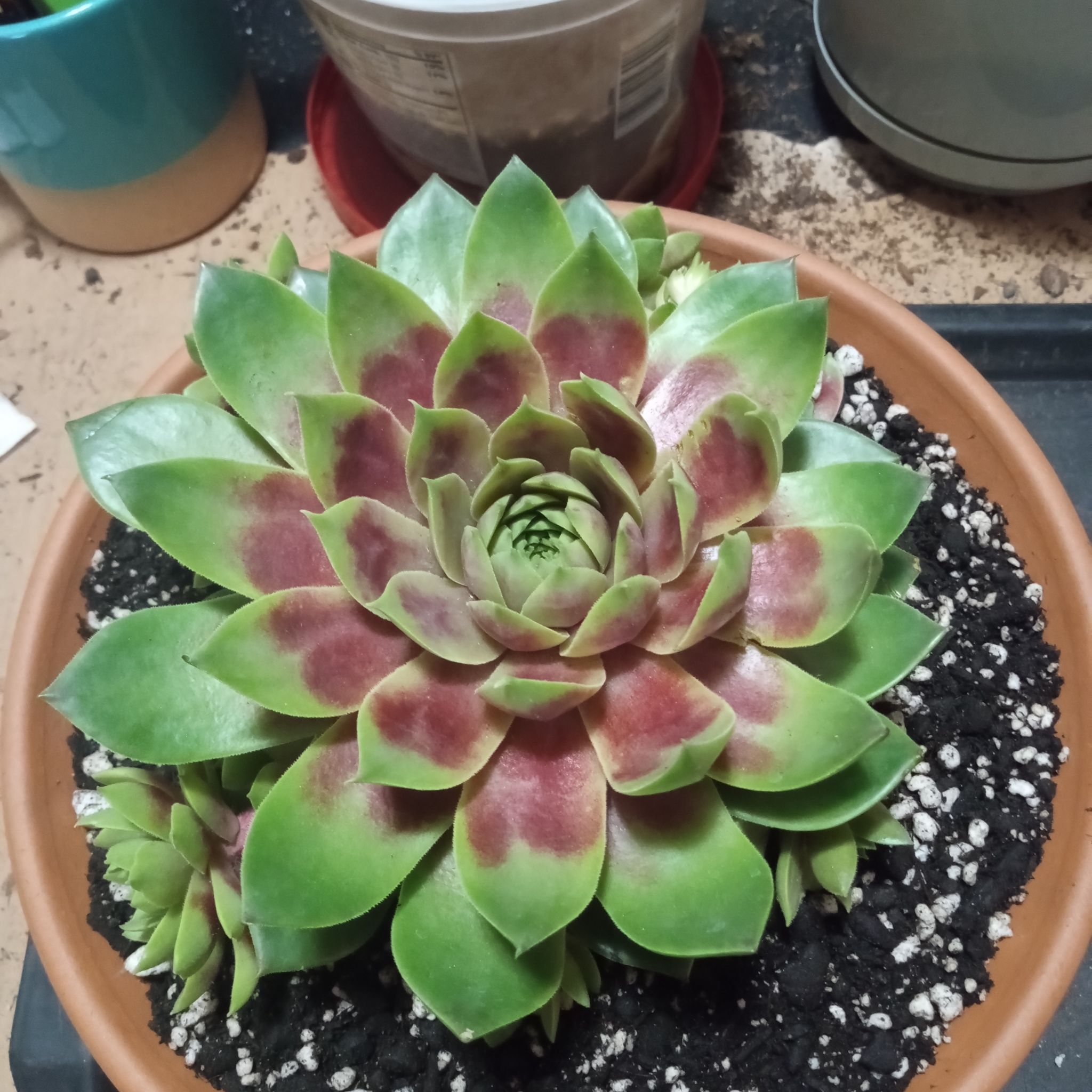 Photo of the plant species Hens and Chicks 'Silver King' by @FairyFly named Ruby Red on Greg, the plant care app