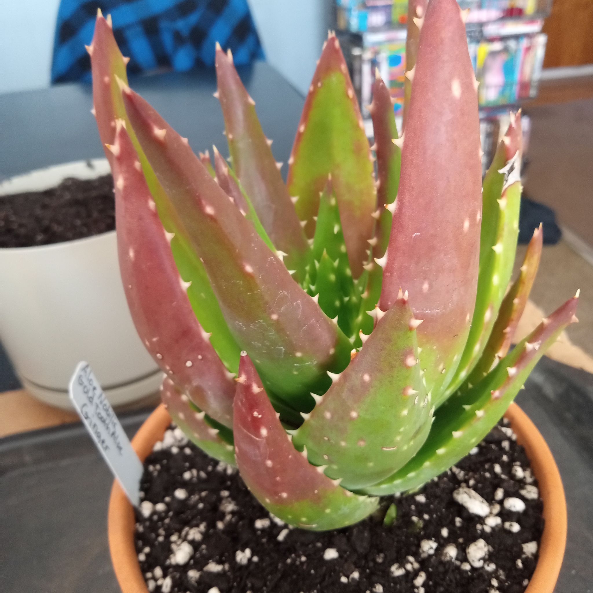 Photo of the plant species Aloe Nobilis by @FairyFly named Ginger on Greg, the plant care app