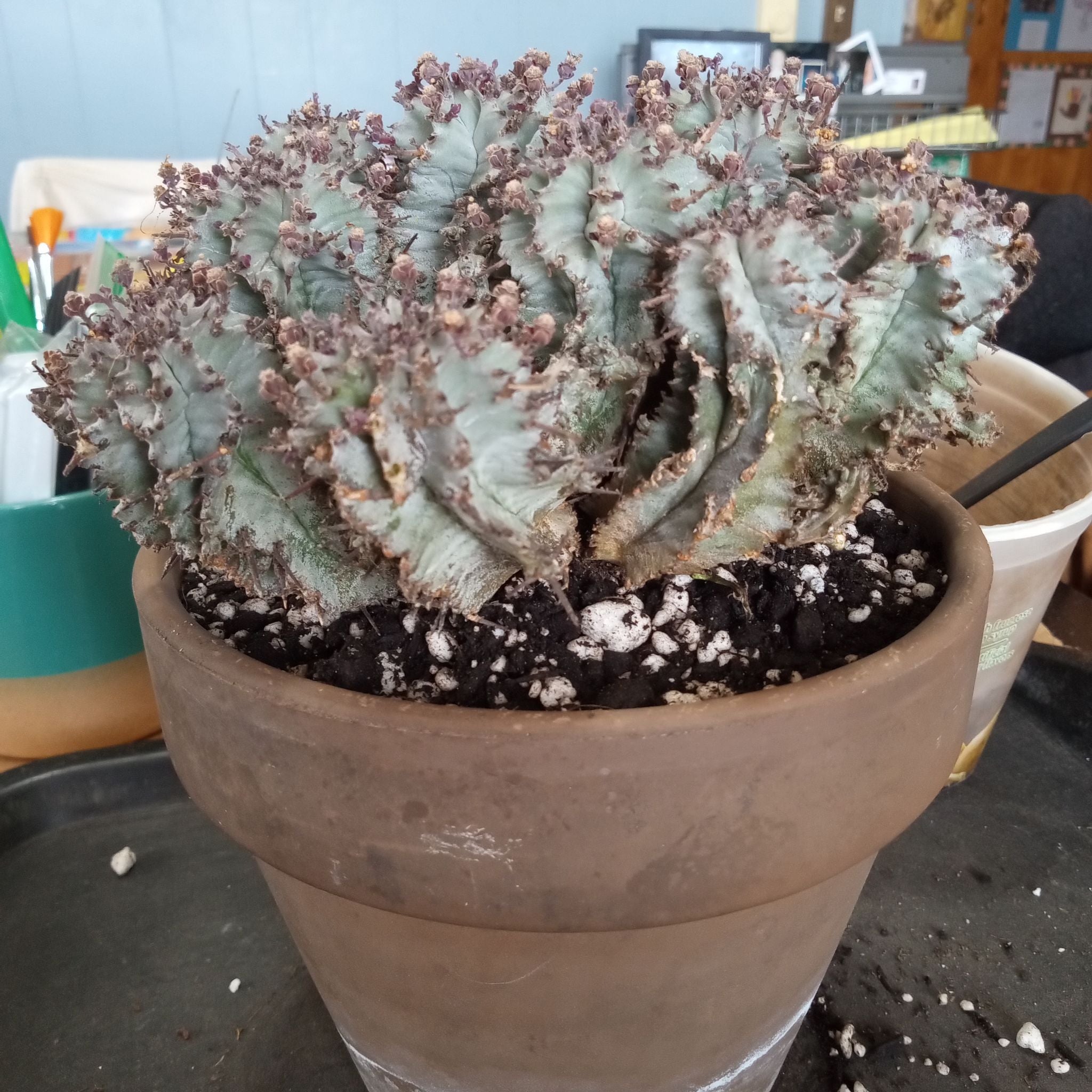 Photo of the plant species African Milk Barrel by @FairyFly named Milky on Greg, the plant care app