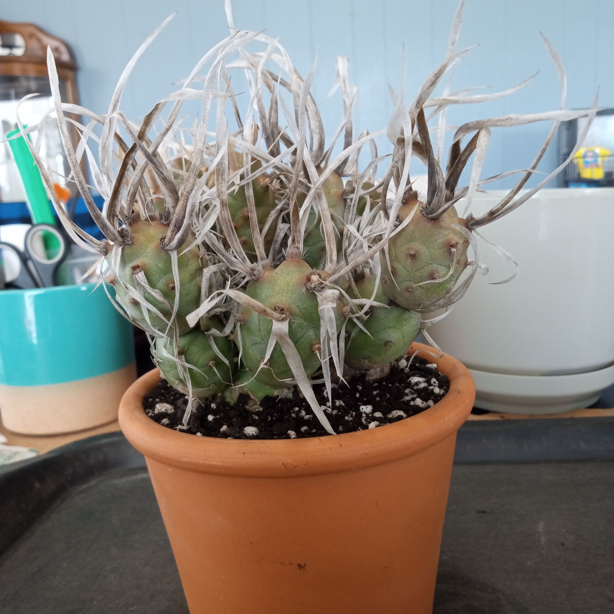 Photo of the plant species Opuntia articulata var. papyracantha by @FairyFly named Piñata on Greg, the plant care app