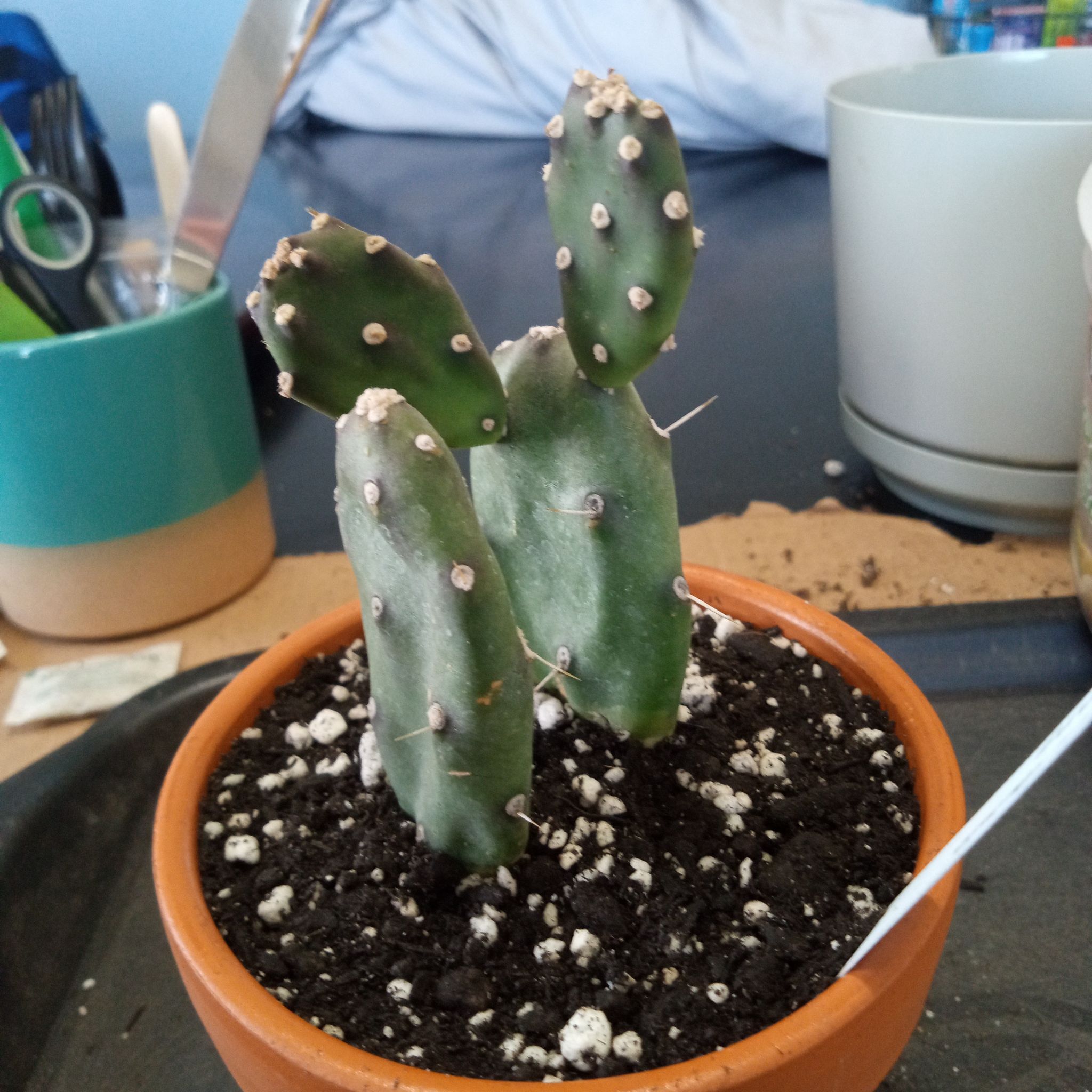Photo of the plant species Quimilo Prickly Pear by @FairyFly named Bunny on Greg, the plant care app