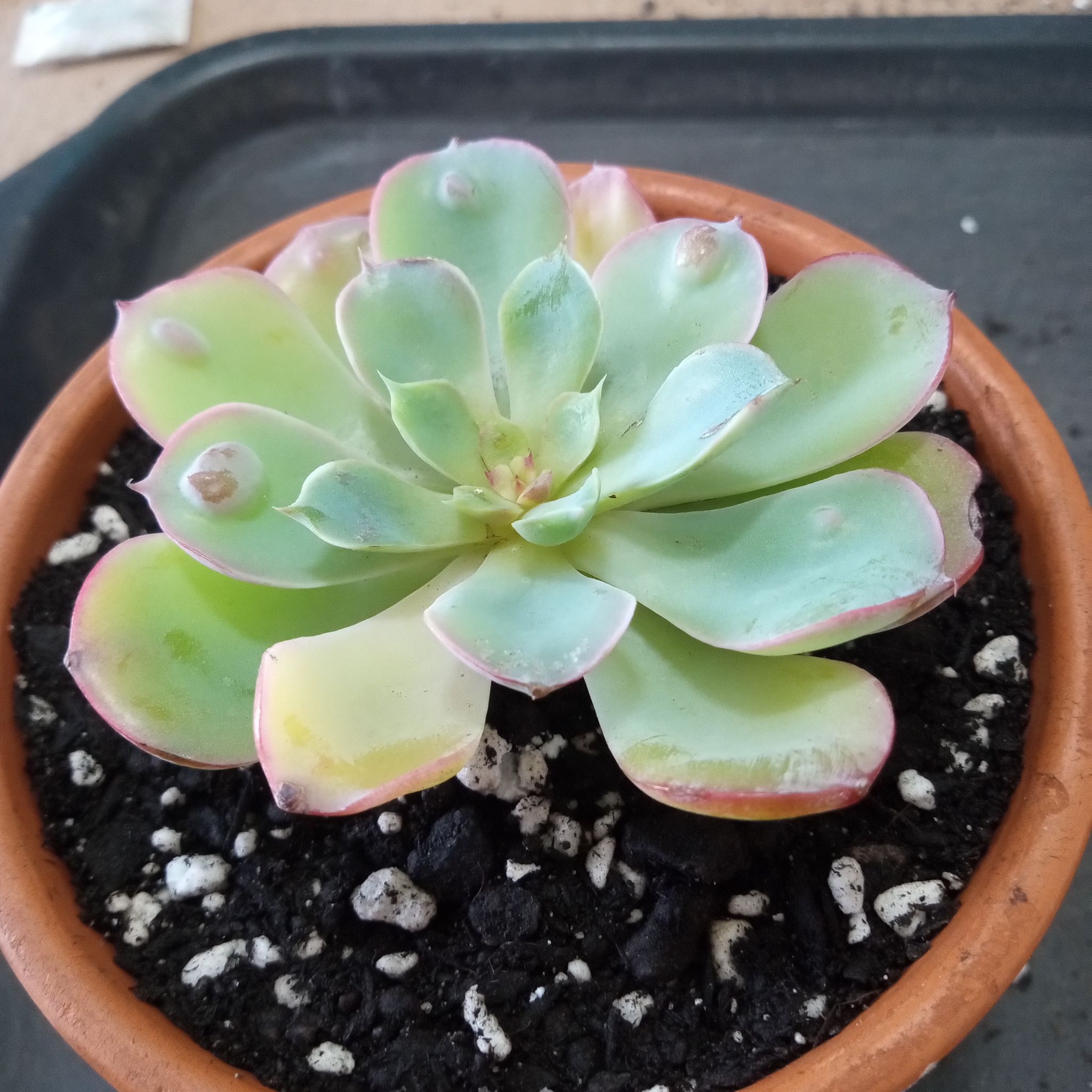 Photo of the plant species Echeveria 'Raindrops' by @FairyFly named Raindrops on Greg, the plant care app