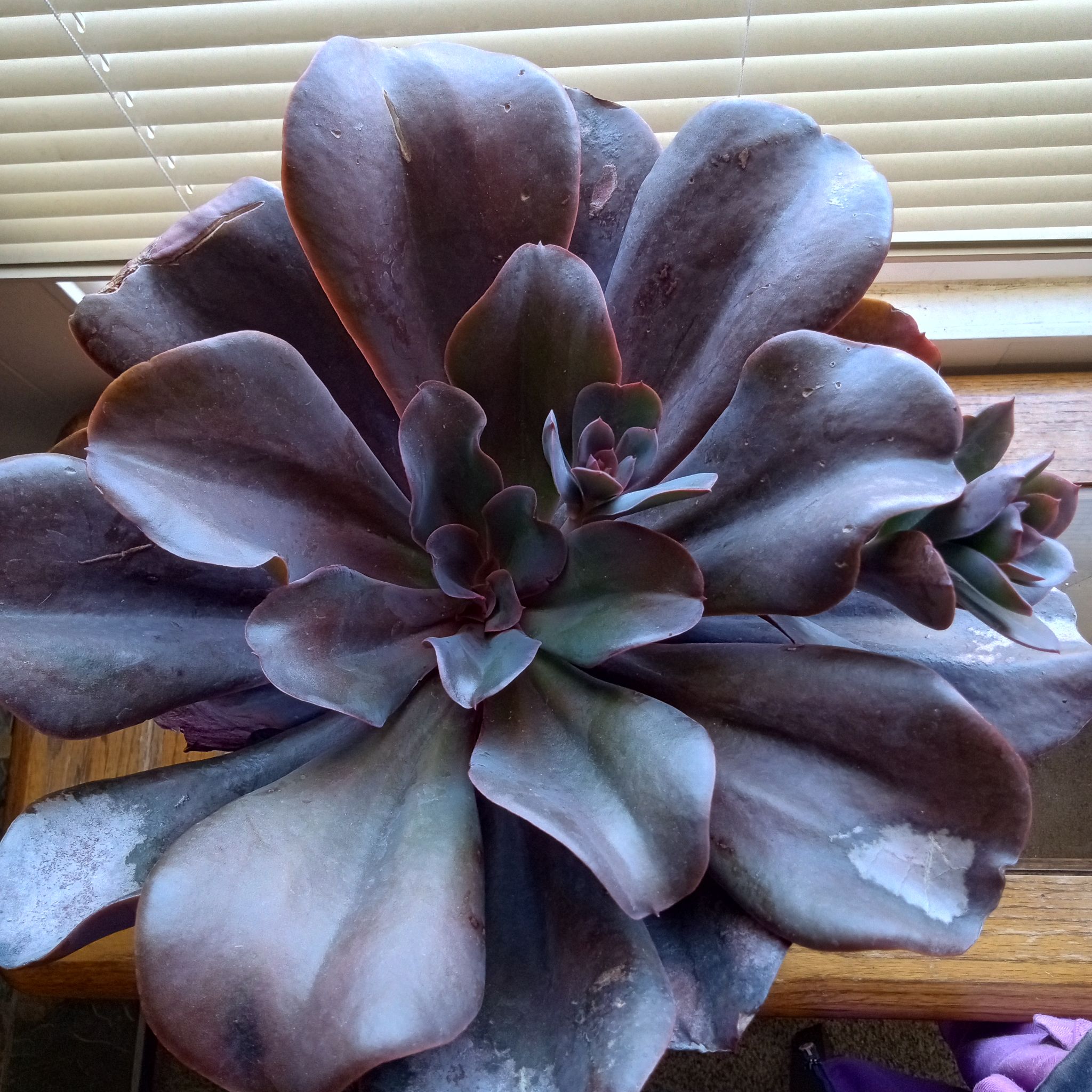 Photo of the plant species Echeveria 'Hortencia' by @FairyFly named Hortencia on Greg, the plant care app