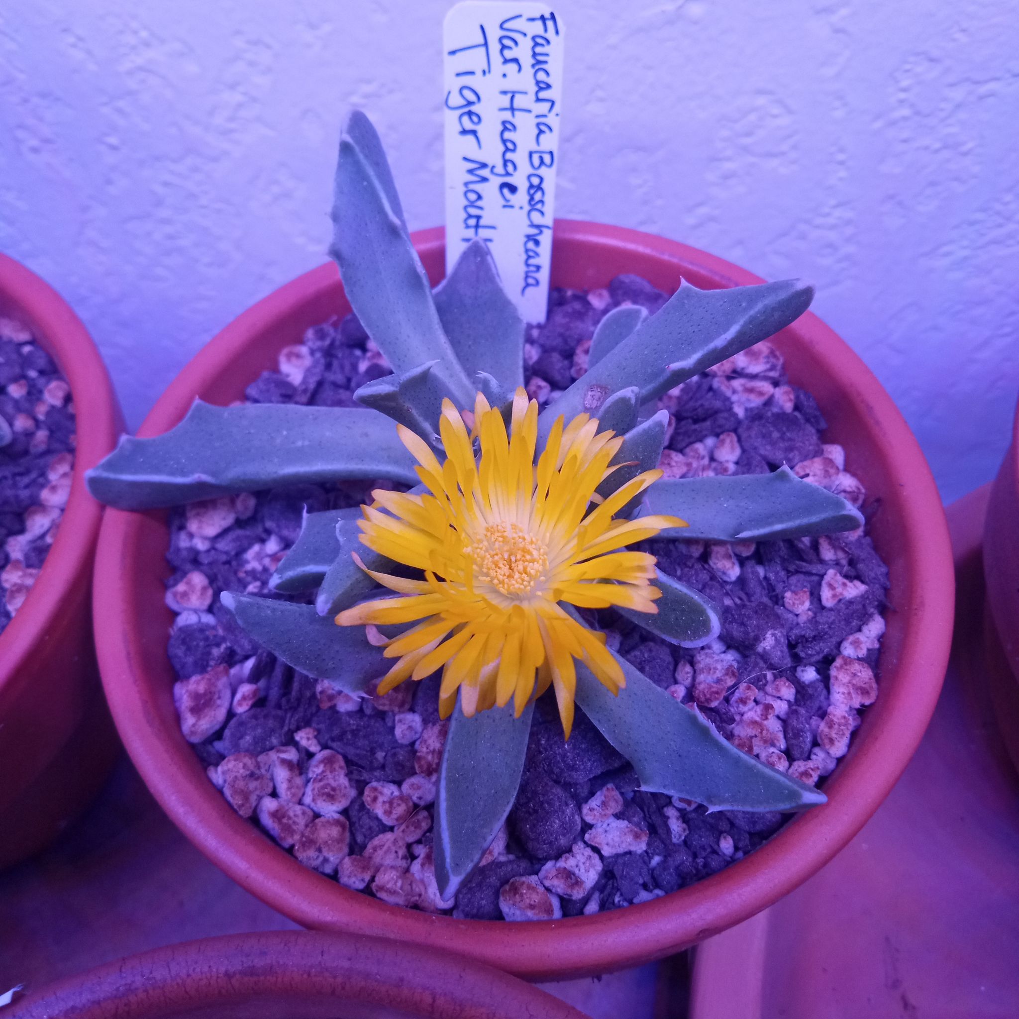 Photo of the plant species Faucaria bosscheana var. haagei by @FairyFly named Tiger Mouth on Greg, the plant care app
