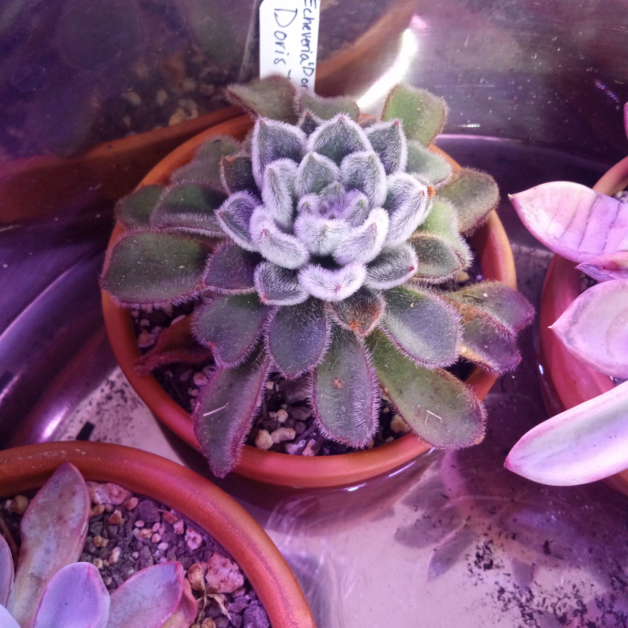 Photo of the plant species Woolly Rose by @FairyFly named Doris Taylor on Greg, the plant care app