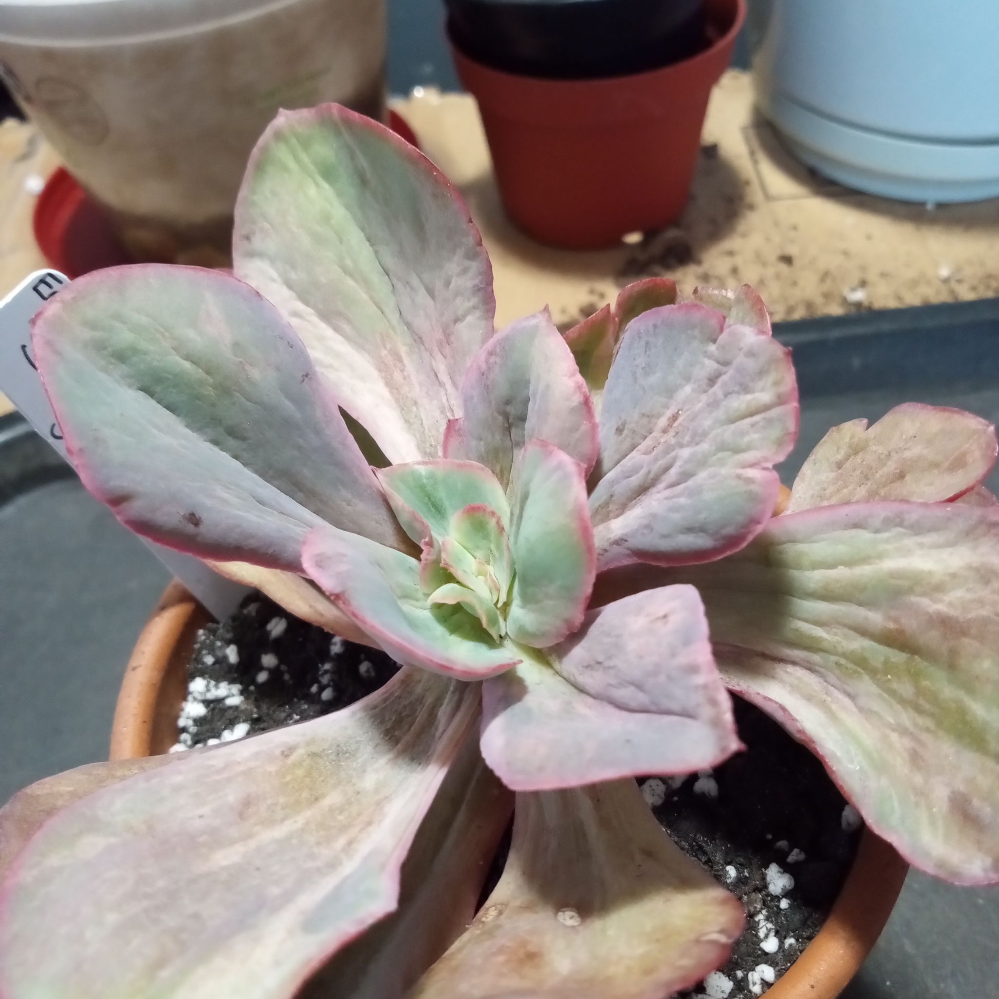 Photo of the plant species Echeveria 'Suyon Variegata' by @FairyFly named Suyon on Greg, the plant care app