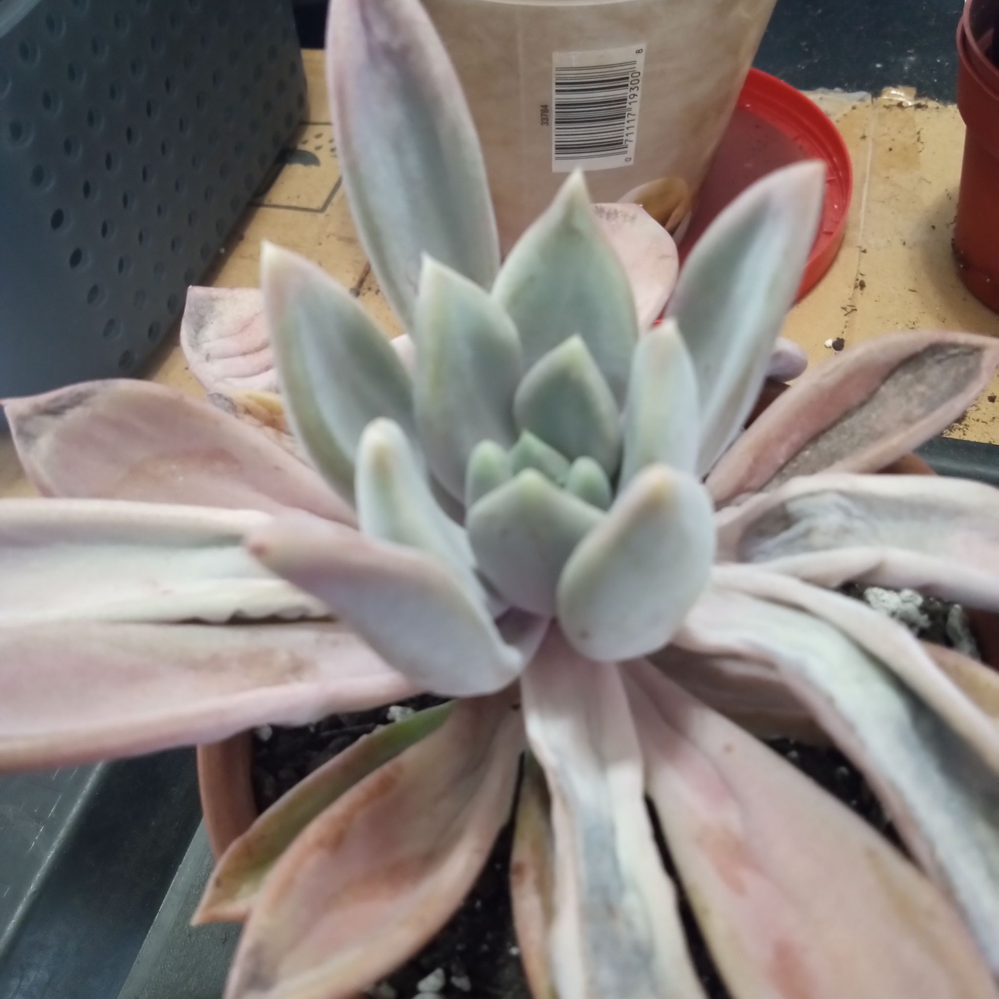 Photo of the plant species Echeveria 'King Midas' by @FairyFly named King Midas on Greg, the plant care app