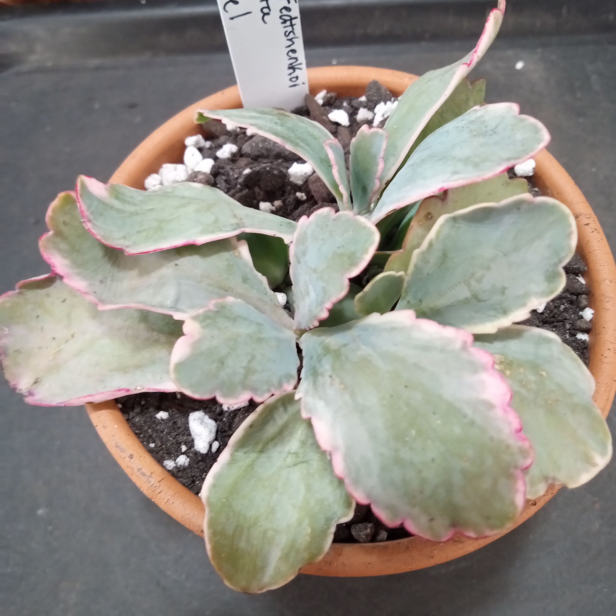 Photo of the plant species Tricolor Lavender Scallops by @FairyFly named Jewel on Greg, the plant care app