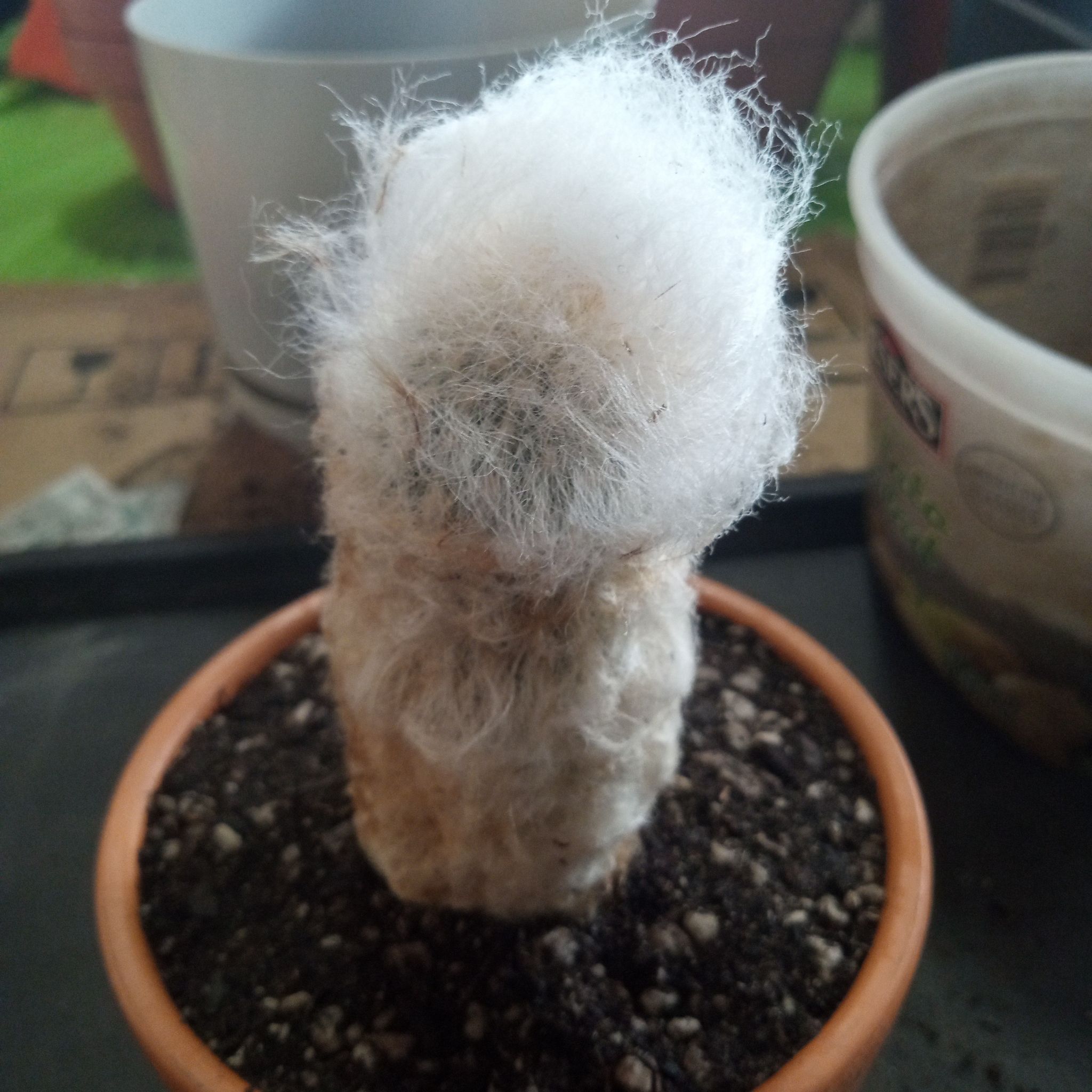 Photo of the plant species Peruvian Old Man Cactus by @FairyFly named Hobo on Greg, the plant care app