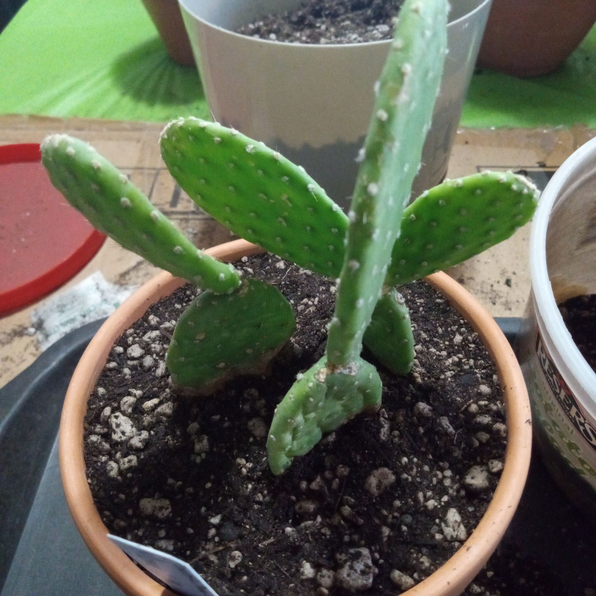 Photo of the plant species Opuntia 'Mona Lisa' by @FairyFly named Mona Lisa on Greg, the plant care app