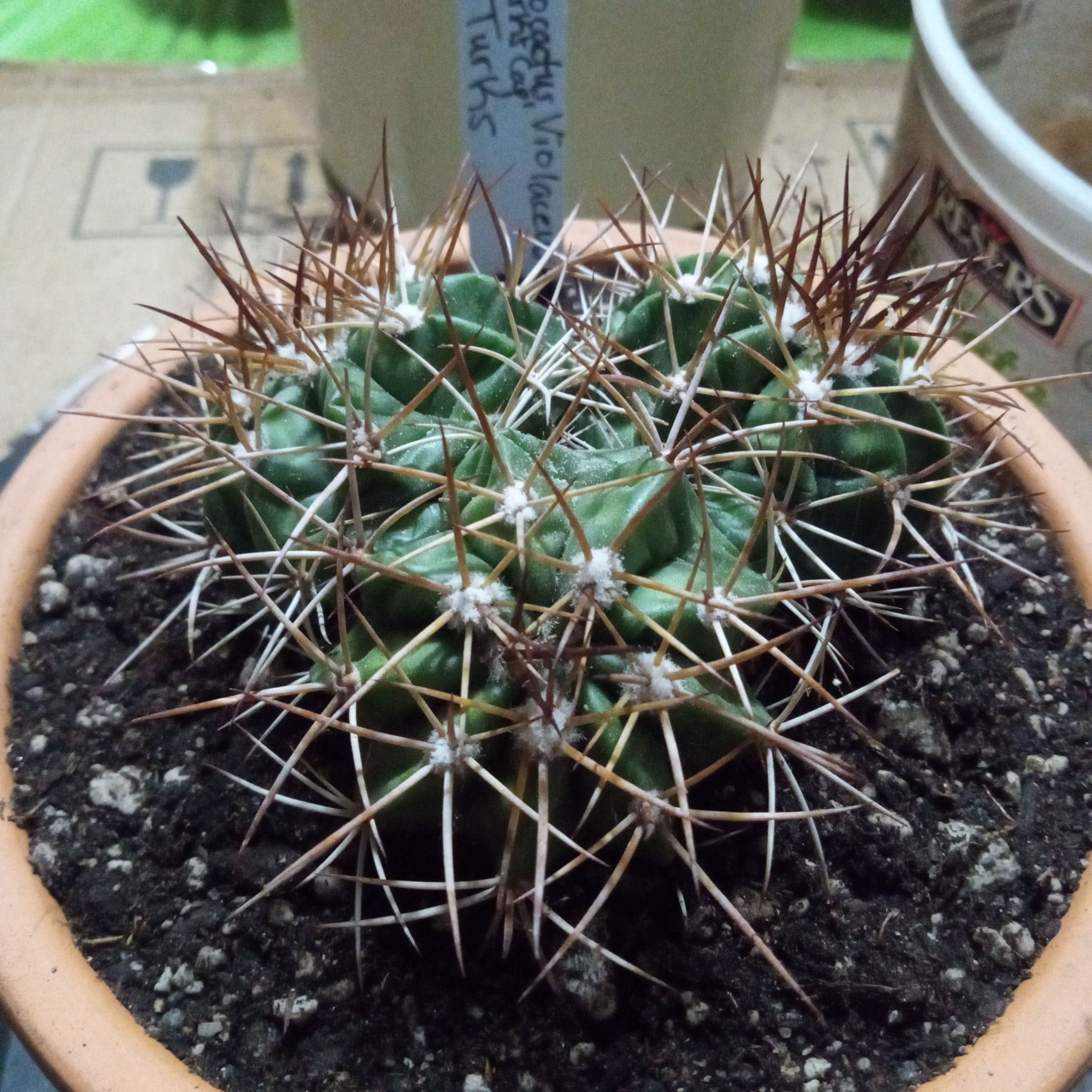 Photo of the plant species Melocactus violaceus by @FairyFly named 3 Turks on Greg, the plant care app