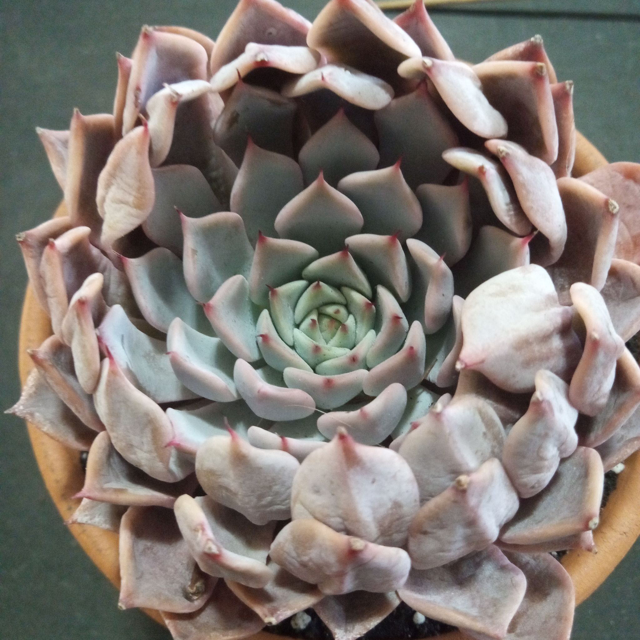 Photo of the plant species Echeveria cuspidata Rose by @FairyFly named Zara on Greg, the plant care app