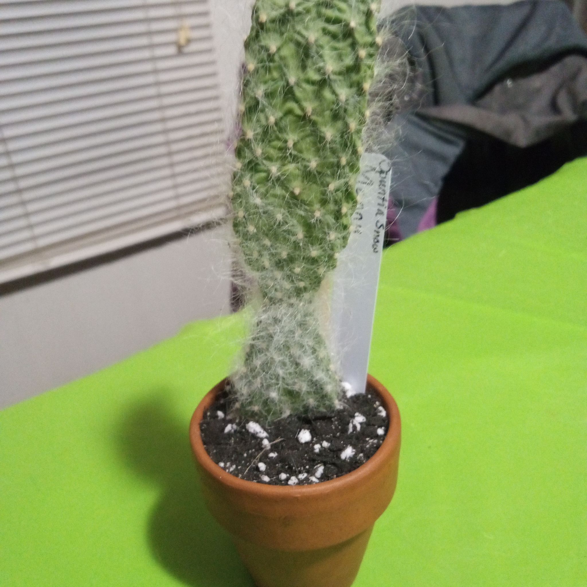 Photo of the plant species Opuntia by @FairyFly named Manny on Greg, the plant care app