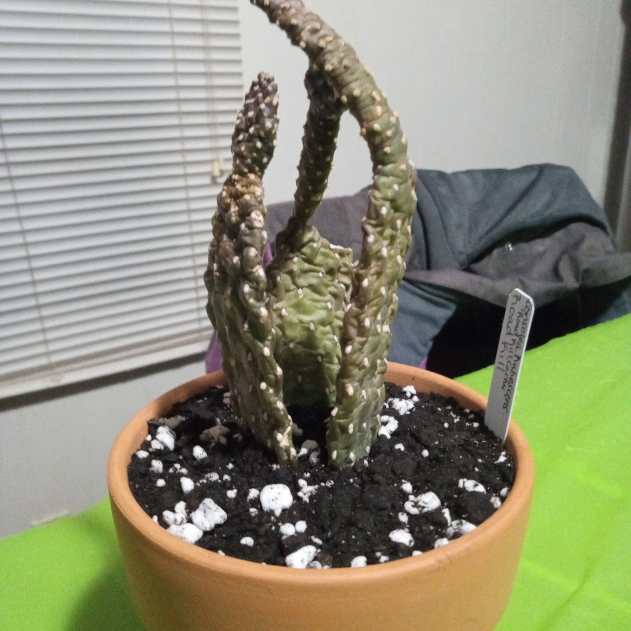 Photo of the plant species Road Kill Cactus by @FairyFly named Road Kill on Greg, the plant care app