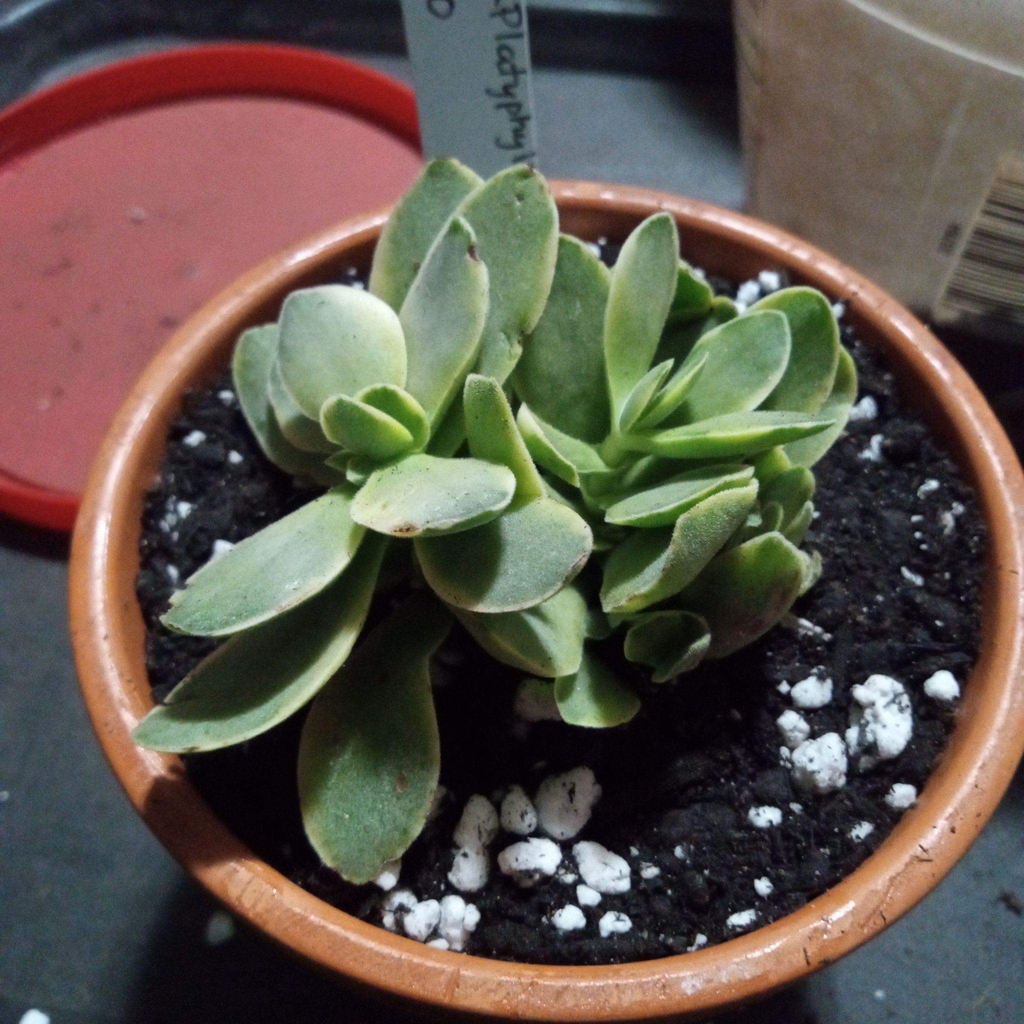 Photo of the plant species succulent by @FairyFly named Halo on Greg, the plant care app