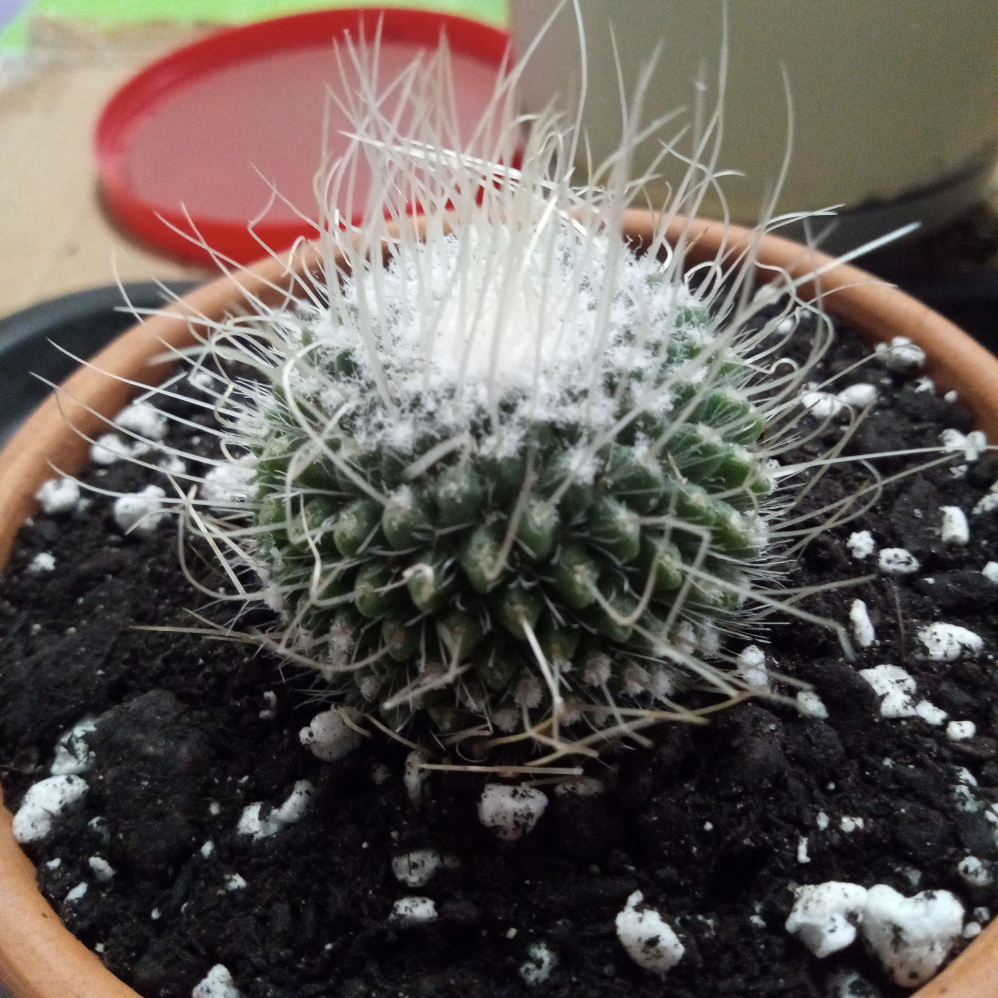 Photo of the plant species Mammillaria spinosissima 'Un Pico' by @FairyFly named Hairy POTter on Greg, the plant care app