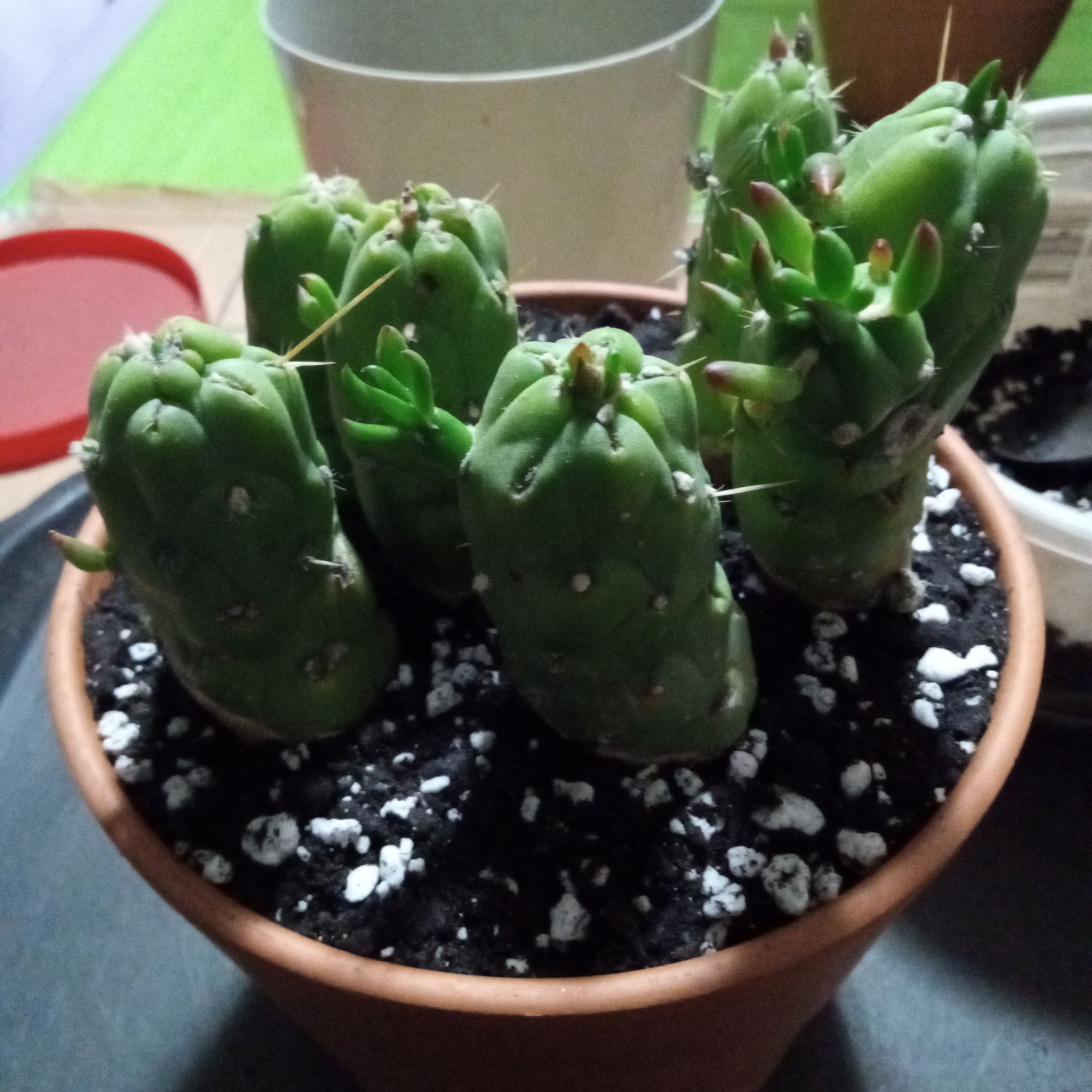 Photo of the plant species Opuntia Gumby by @FairyFly named Gumby Army on Greg, the plant care app