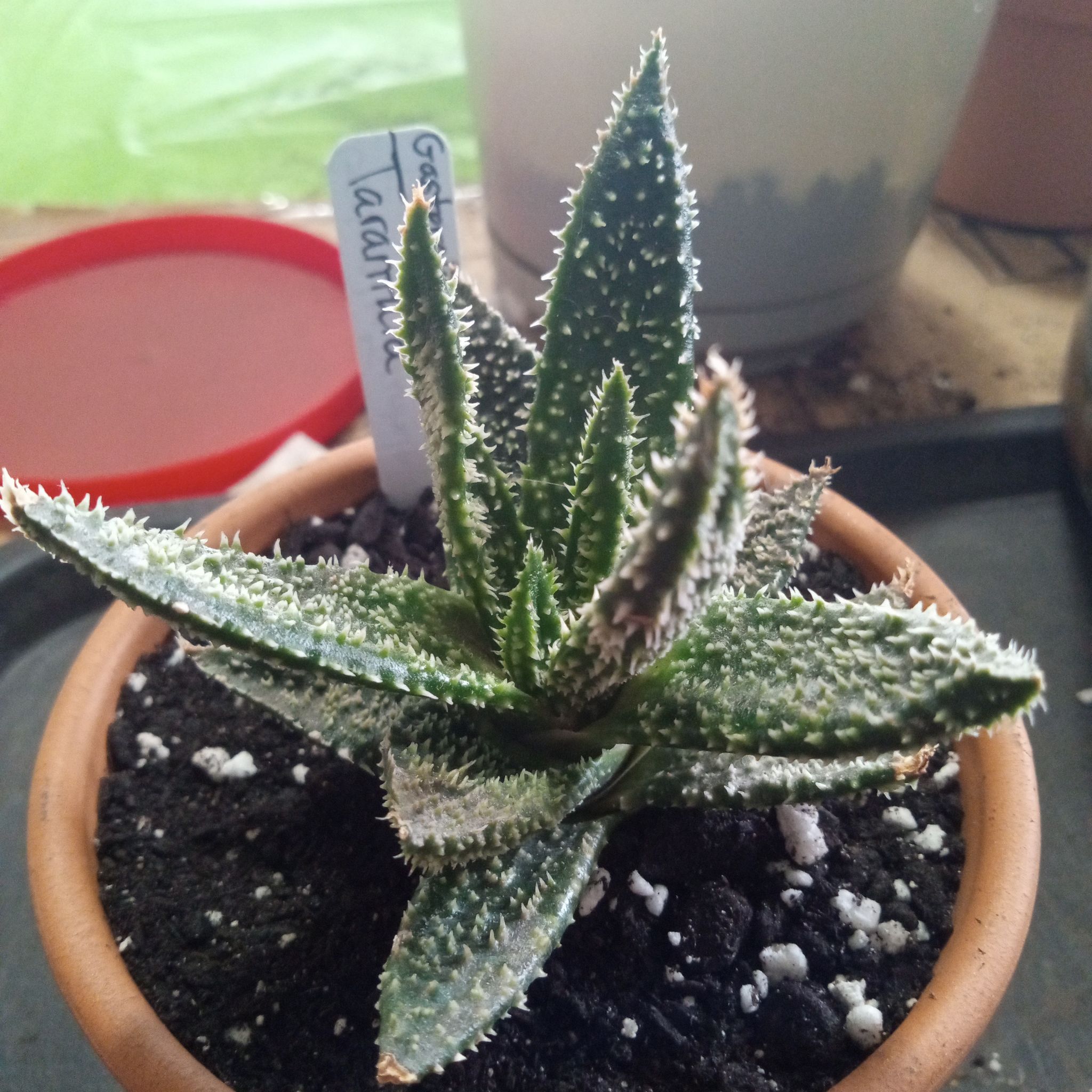 Photo of the plant species Gasteraloe 'Tarantula' by @FairyFly named Tarantula on Greg, the plant care app