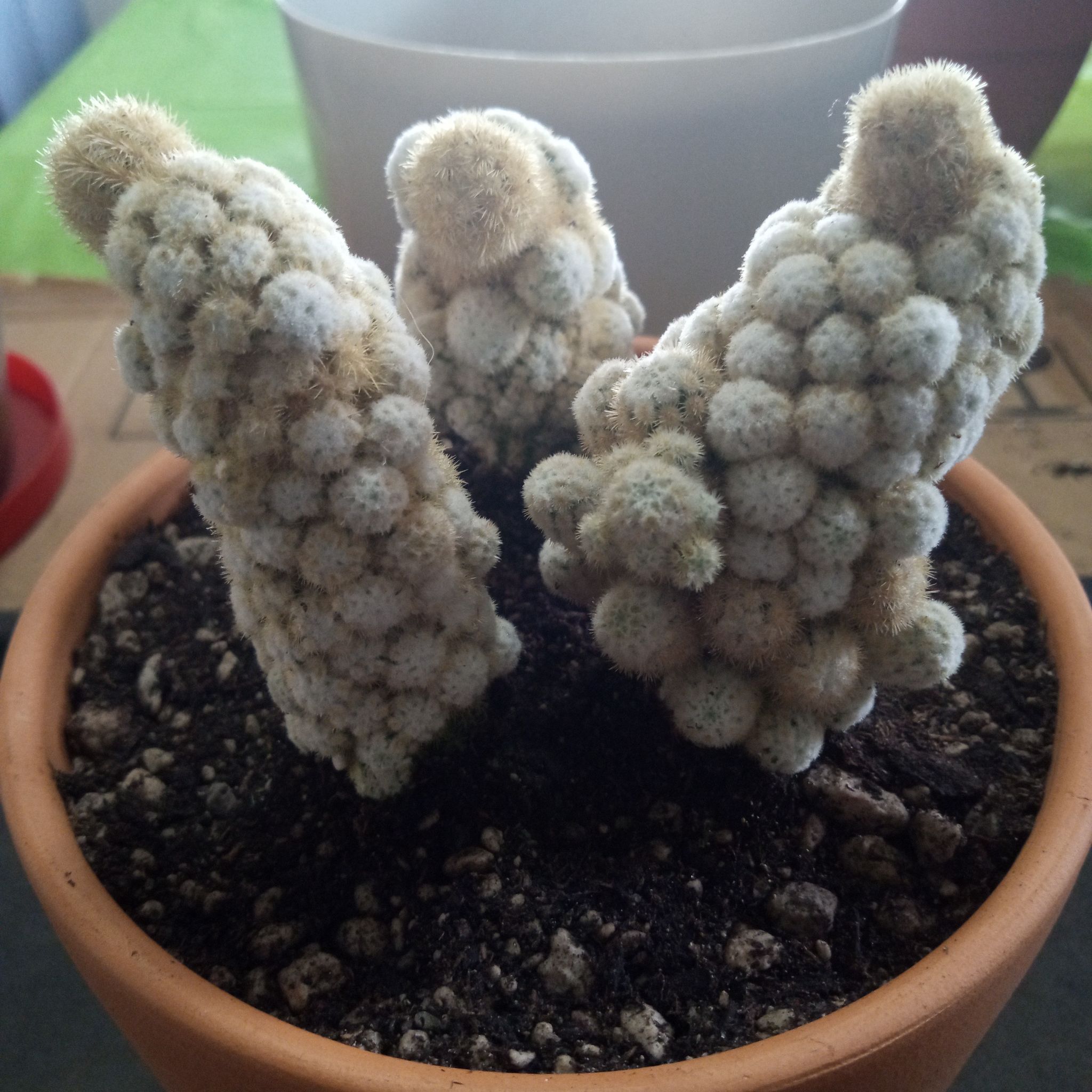Photo of the plant species Lady Finger Cactus f. monstrose by @FairyFly named Monster on Greg, the plant care app