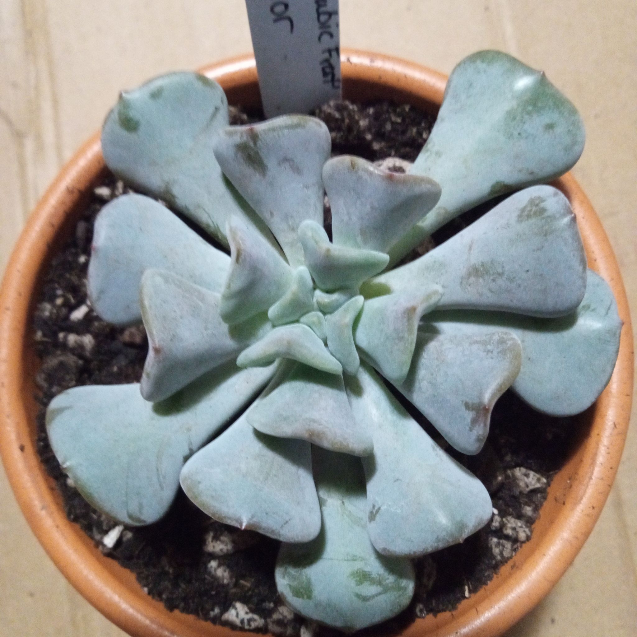 Photo of the plant species Echeveria by @FairyFly named Eleanor on Greg, the plant care app