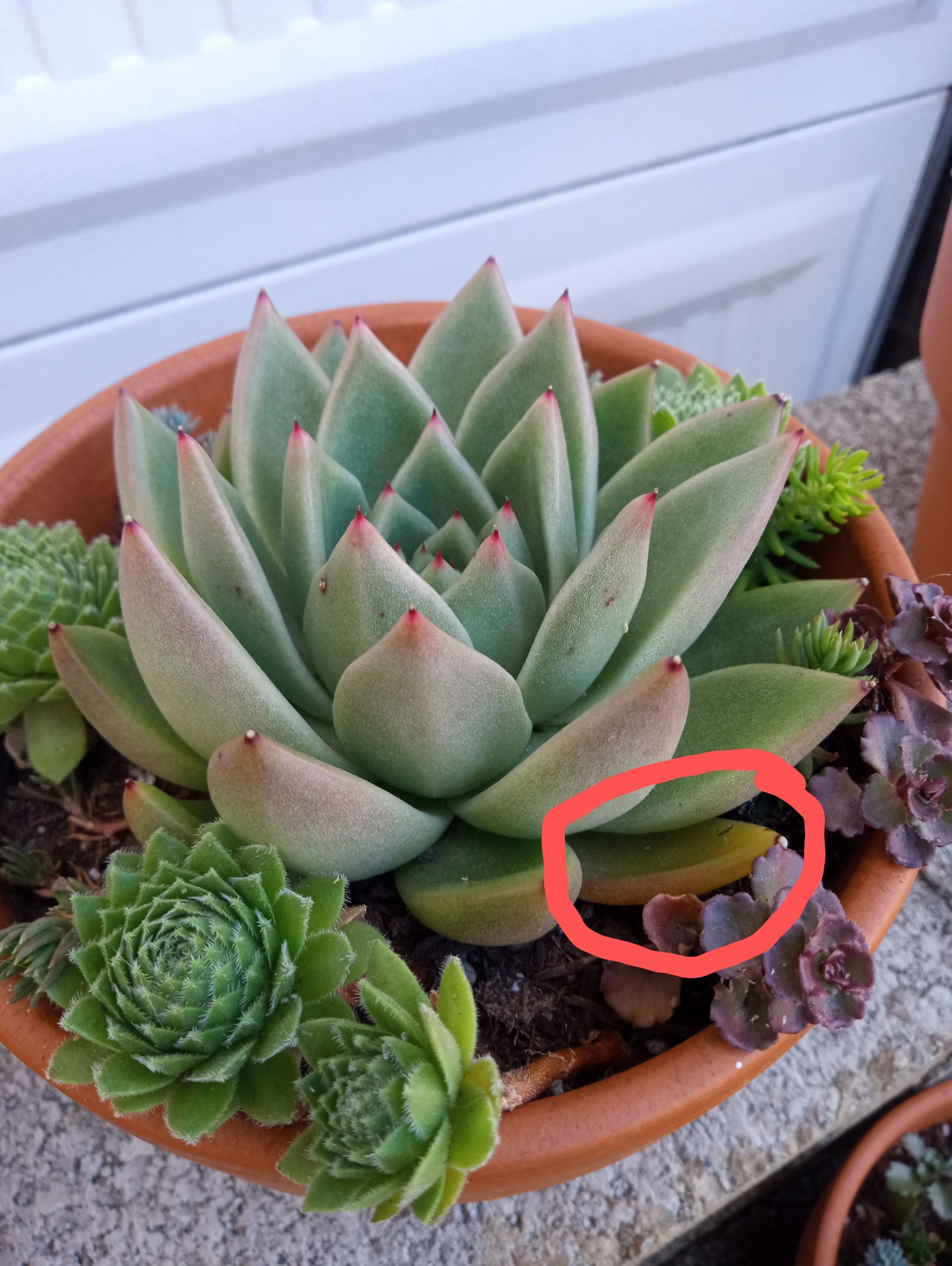How to Propagate Your Lipstick Echeveria